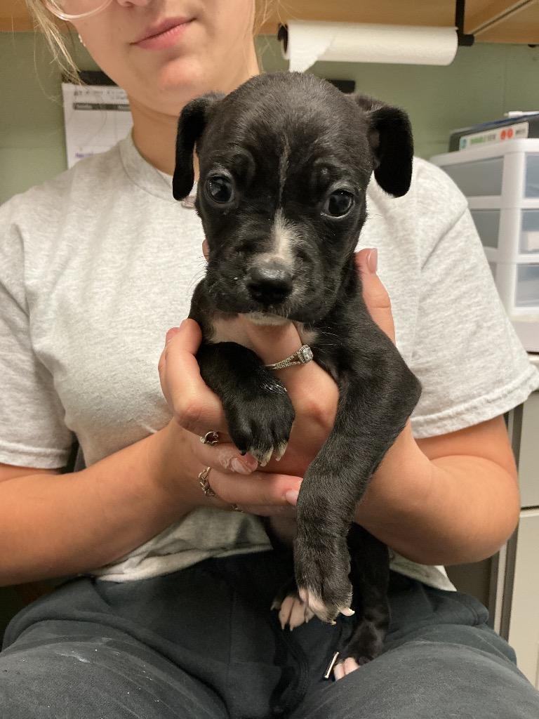 Enlarge Colt, a Adoptable mixed breed in Dyersburg, TN image 3/3