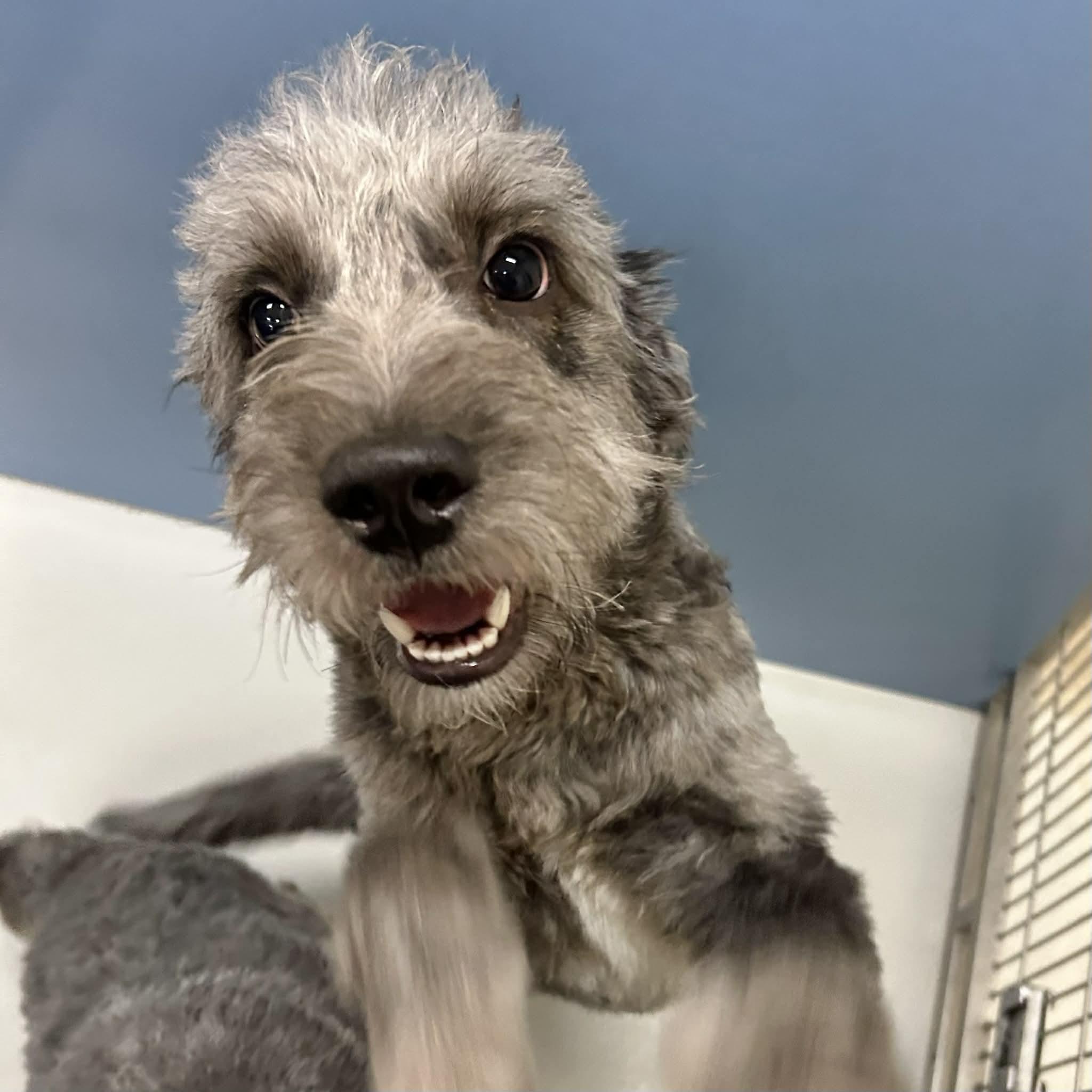 Noelle, a ADOPTABLE mixed breed in Boulder, CO image 1/3