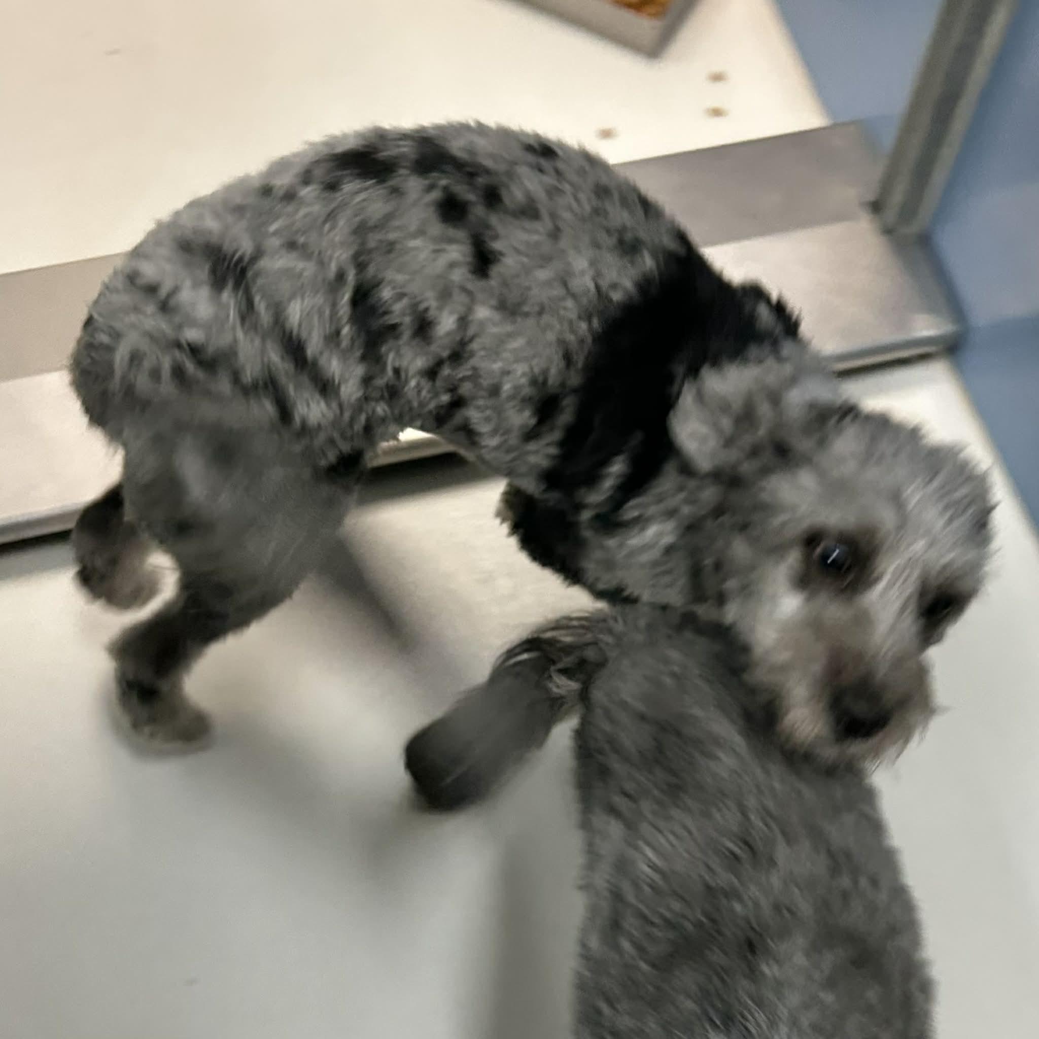 Noelle, a ADOPTABLE mixed breed in Boulder, CO image 2/3