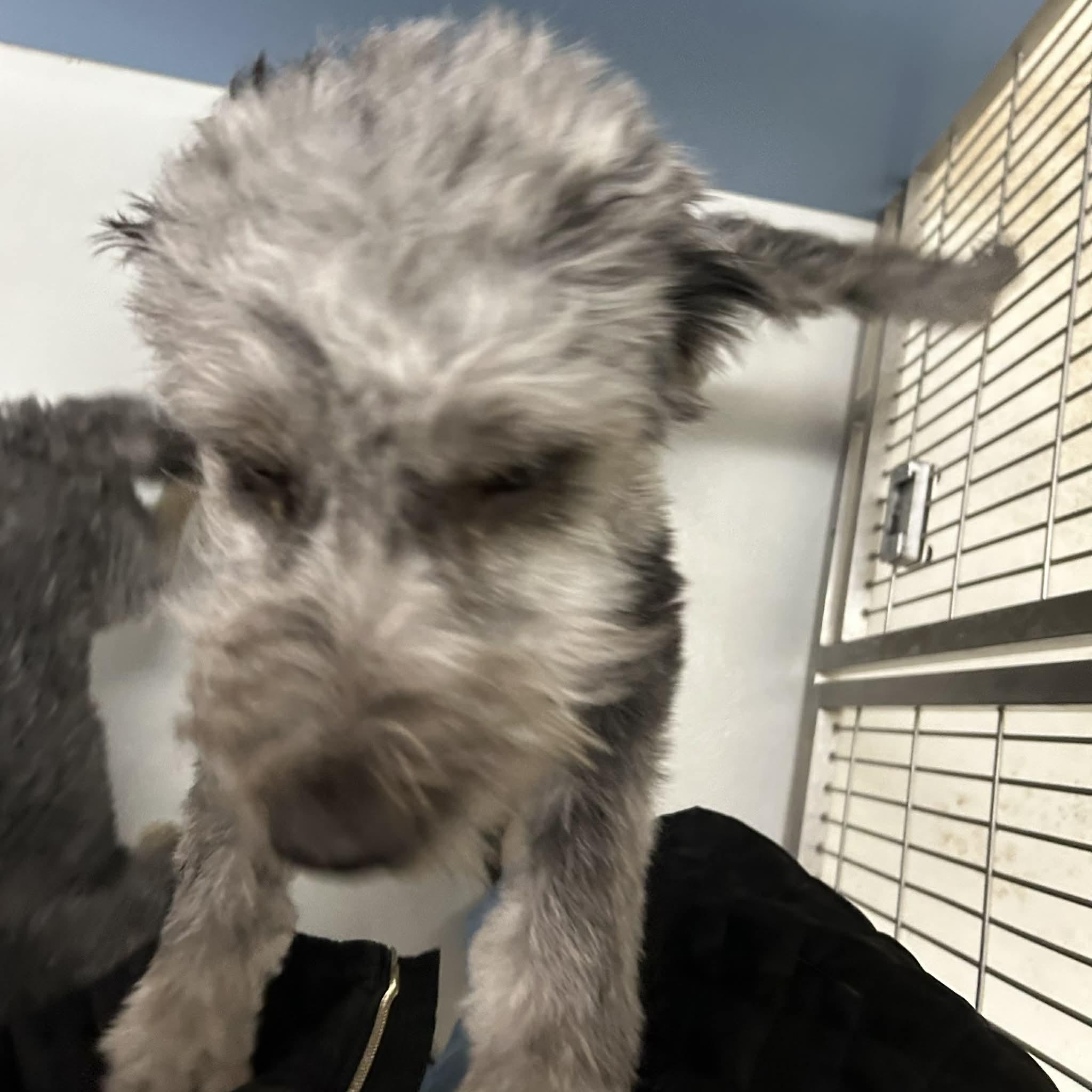 Noelle, a ADOPTABLE mixed breed in Boulder, CO image 3/3