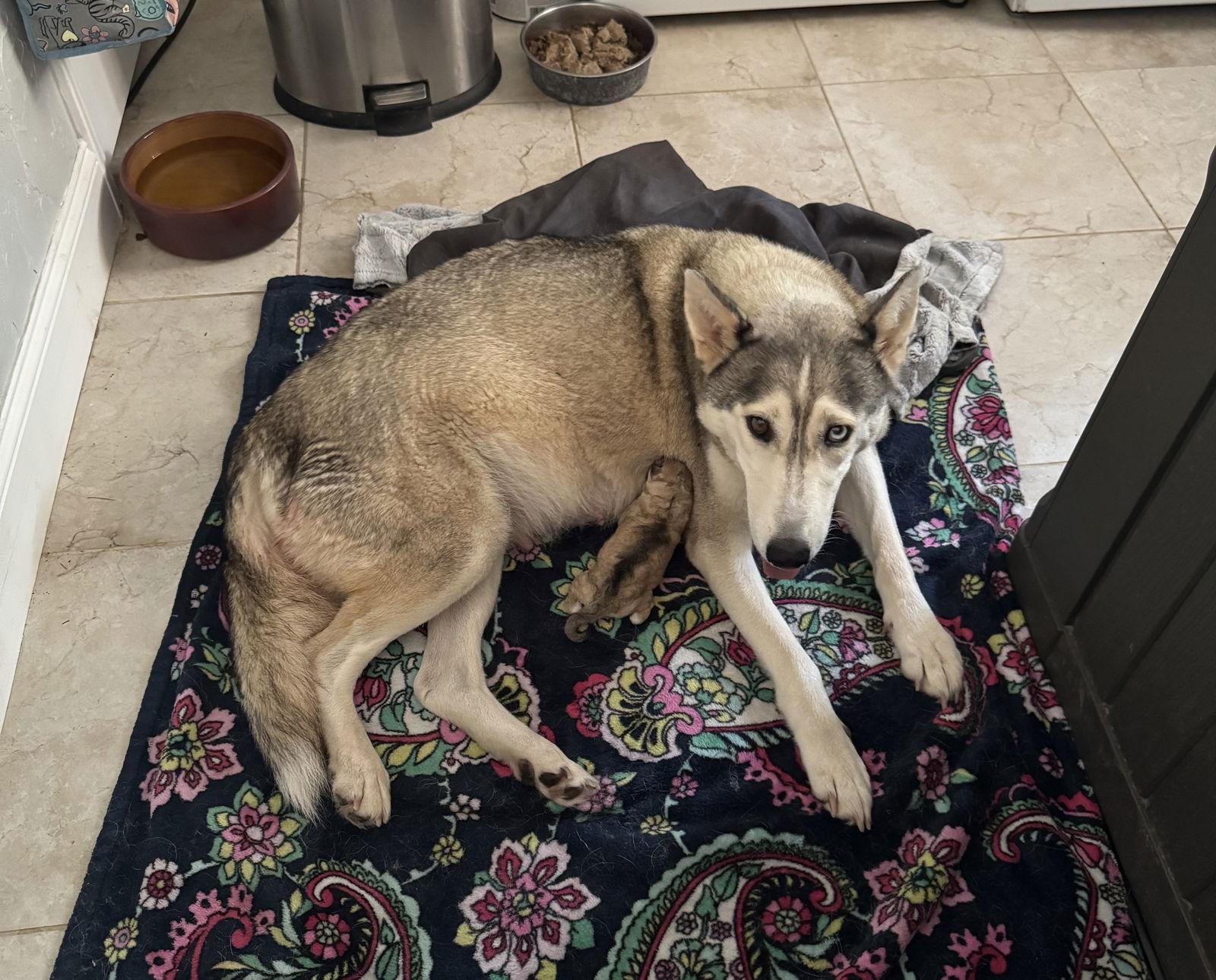 Enlarge Sky, a Adoptable Husky in The Woodlands, TX image 1/3