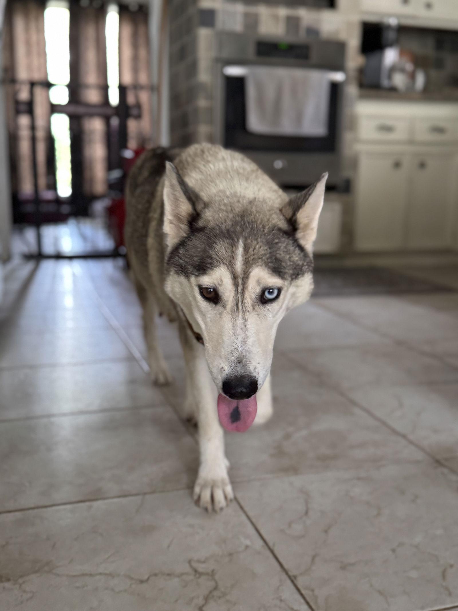 Enlarge Sky, a Adoptable Husky in The Woodlands, TX image 2/3