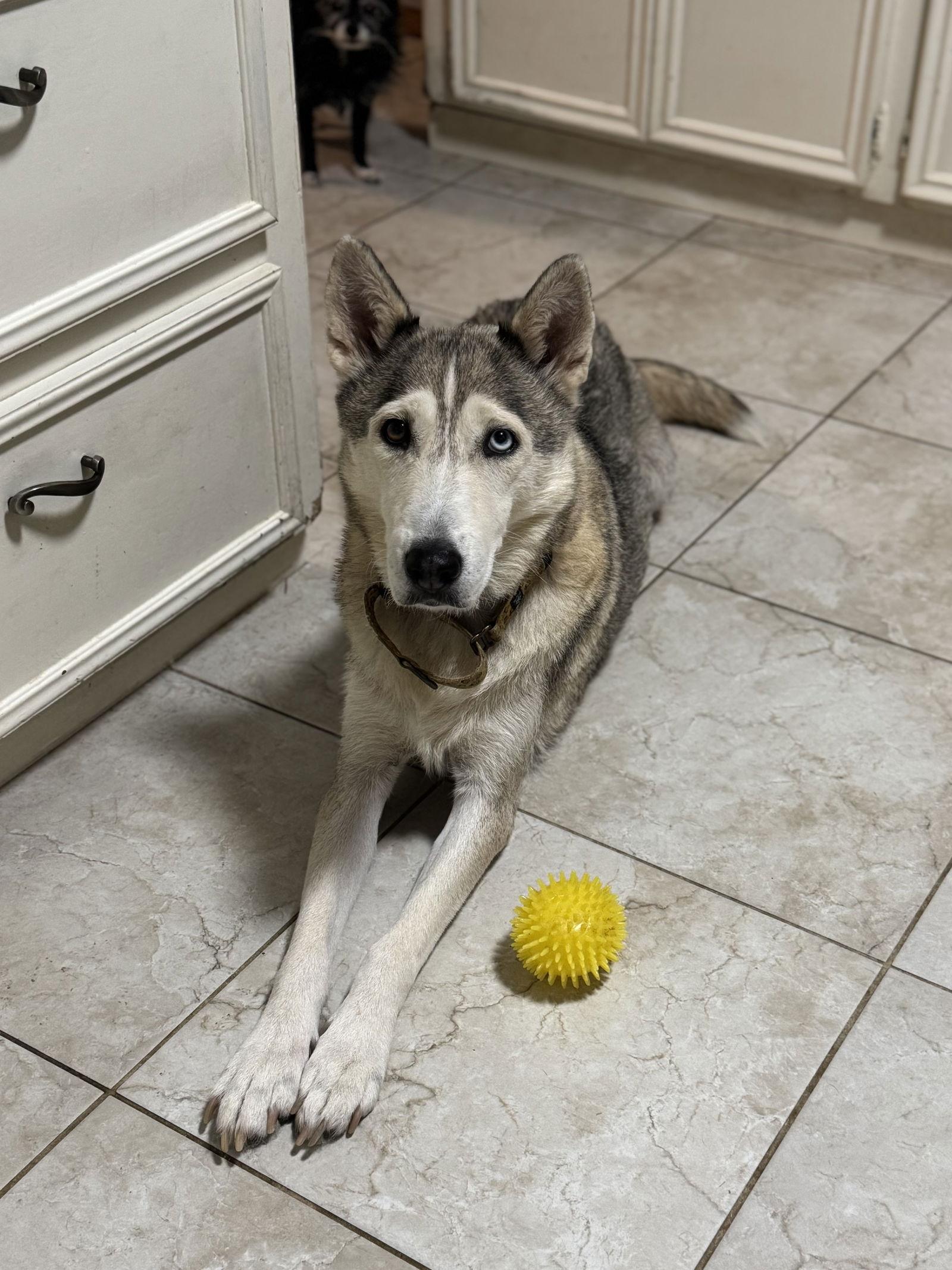 Enlarge Sky, a Adoptable Husky in The Woodlands, TX image 3/3