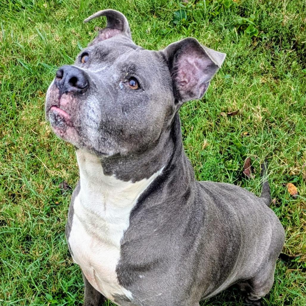 Enlarge Bella, a Adoptable Mixed Breed in Jeffersonville, IN image 1/2