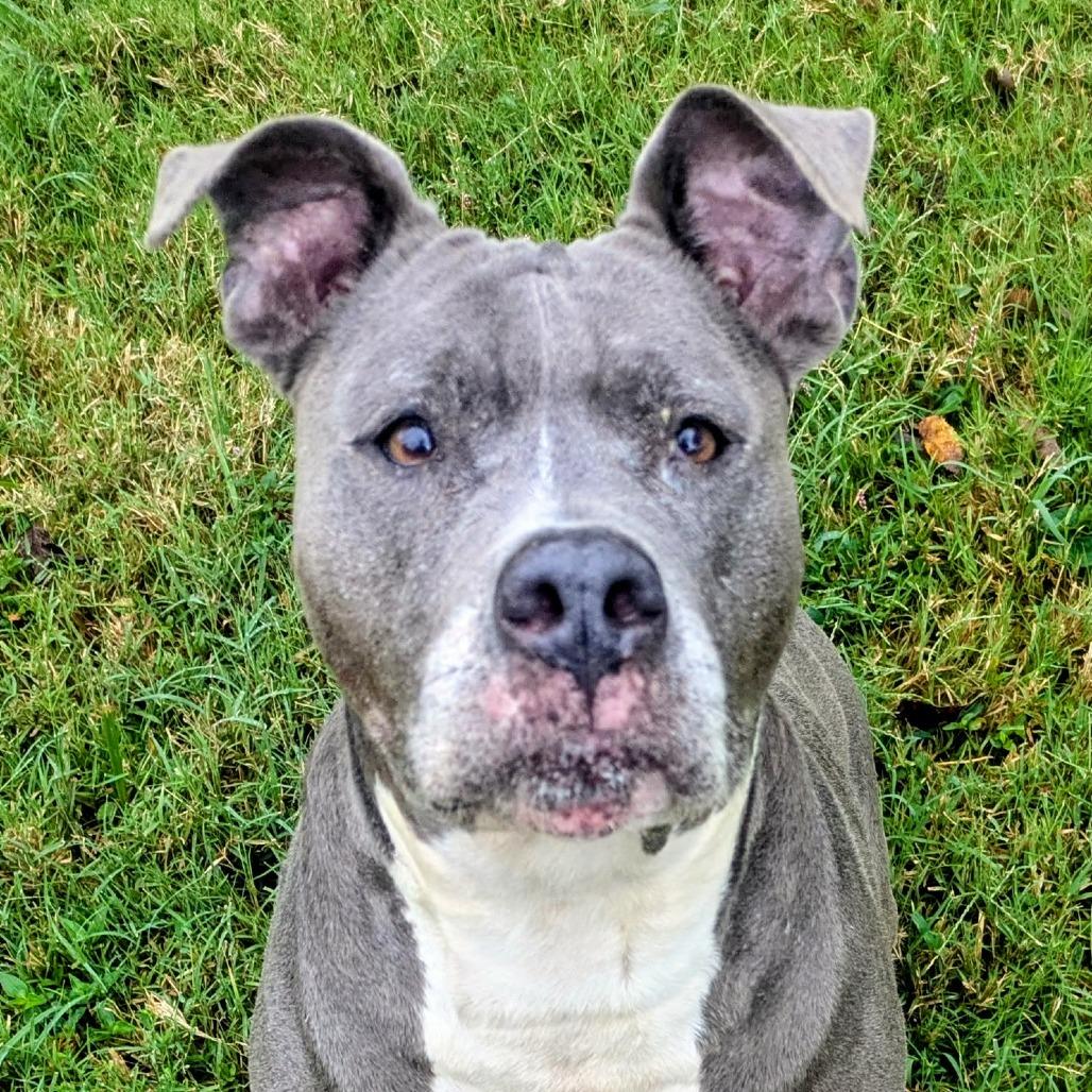 Enlarge Bella, a Adoptable Mixed Breed in Jeffersonville, IN image 2/2