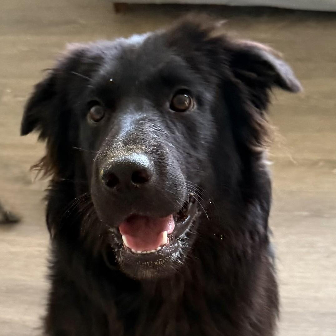 Enlarge PEPPY, a Adoptable mixed breed in Bakersfield, CA image 1/2