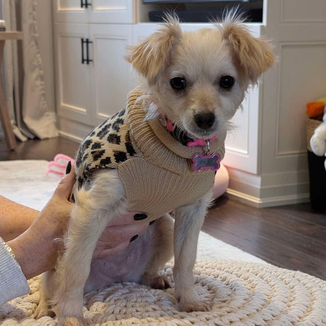 GOLDIE, adoptable, Young Female Pomeranian & Spaniel.