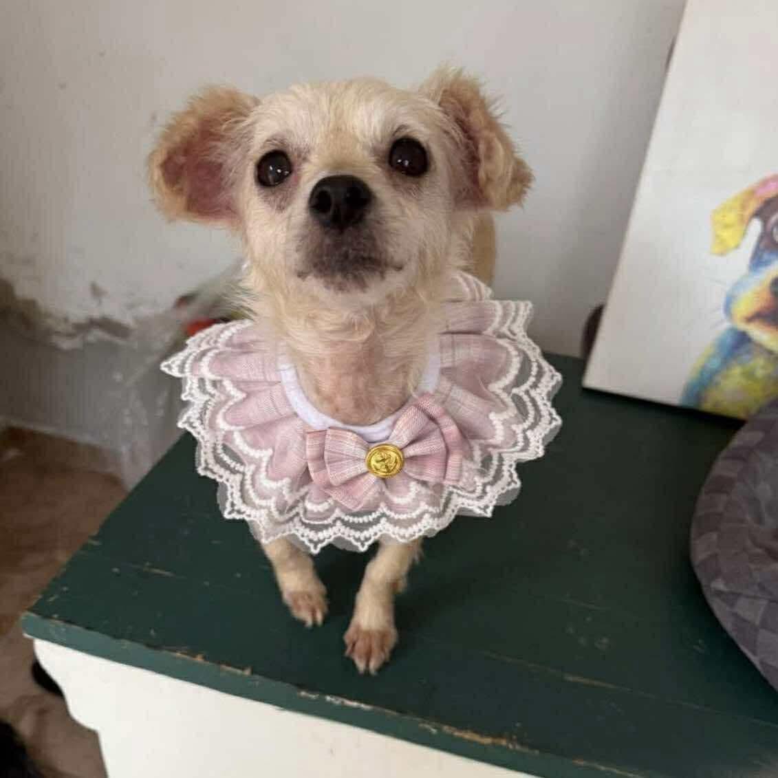 Enlarge GOLDIE, a Adoptable mixed breed in Richmond Hill , ON image 2/6