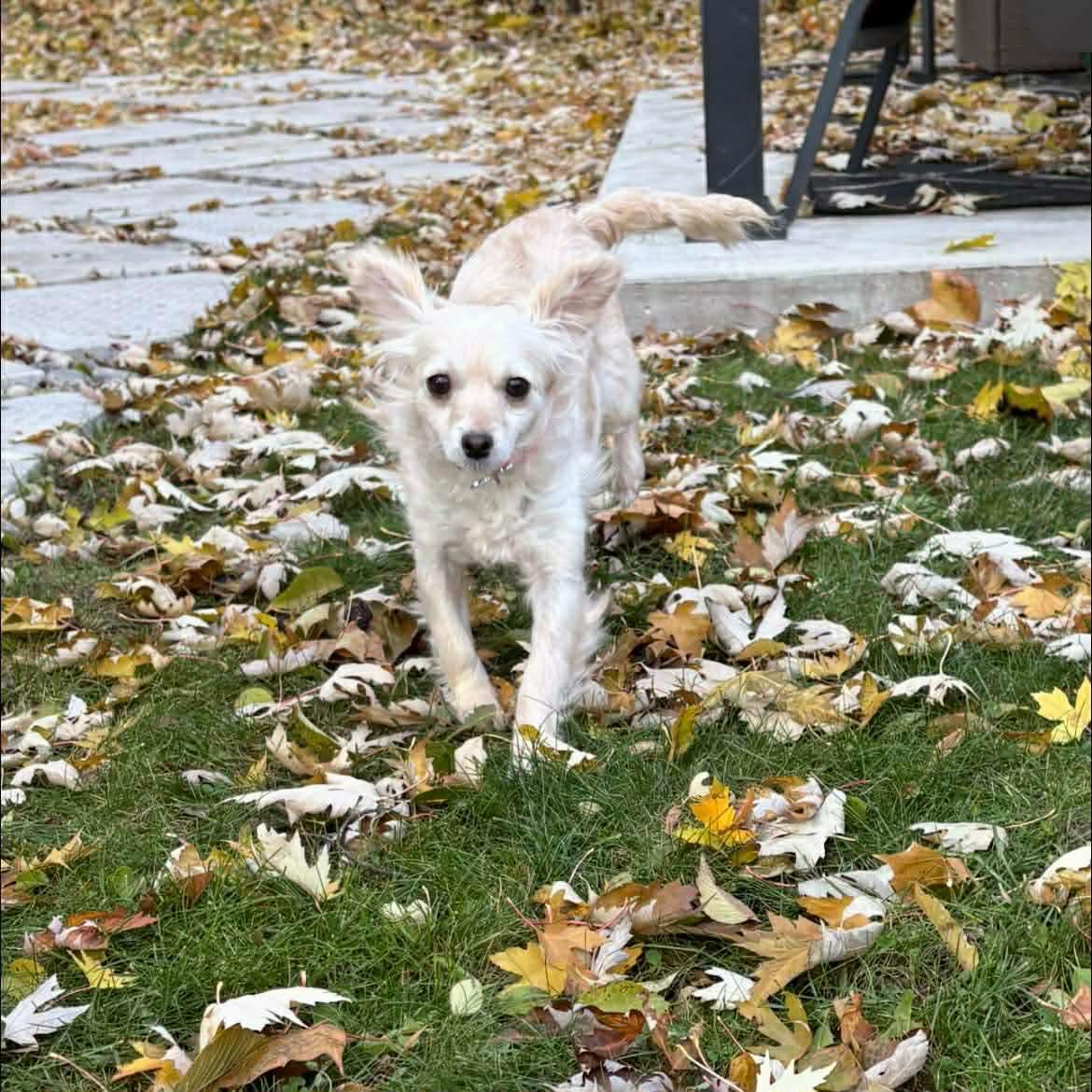 Enlarge GOLDIE, a Adoptable mixed breed in Richmond Hill , ON image 3/6