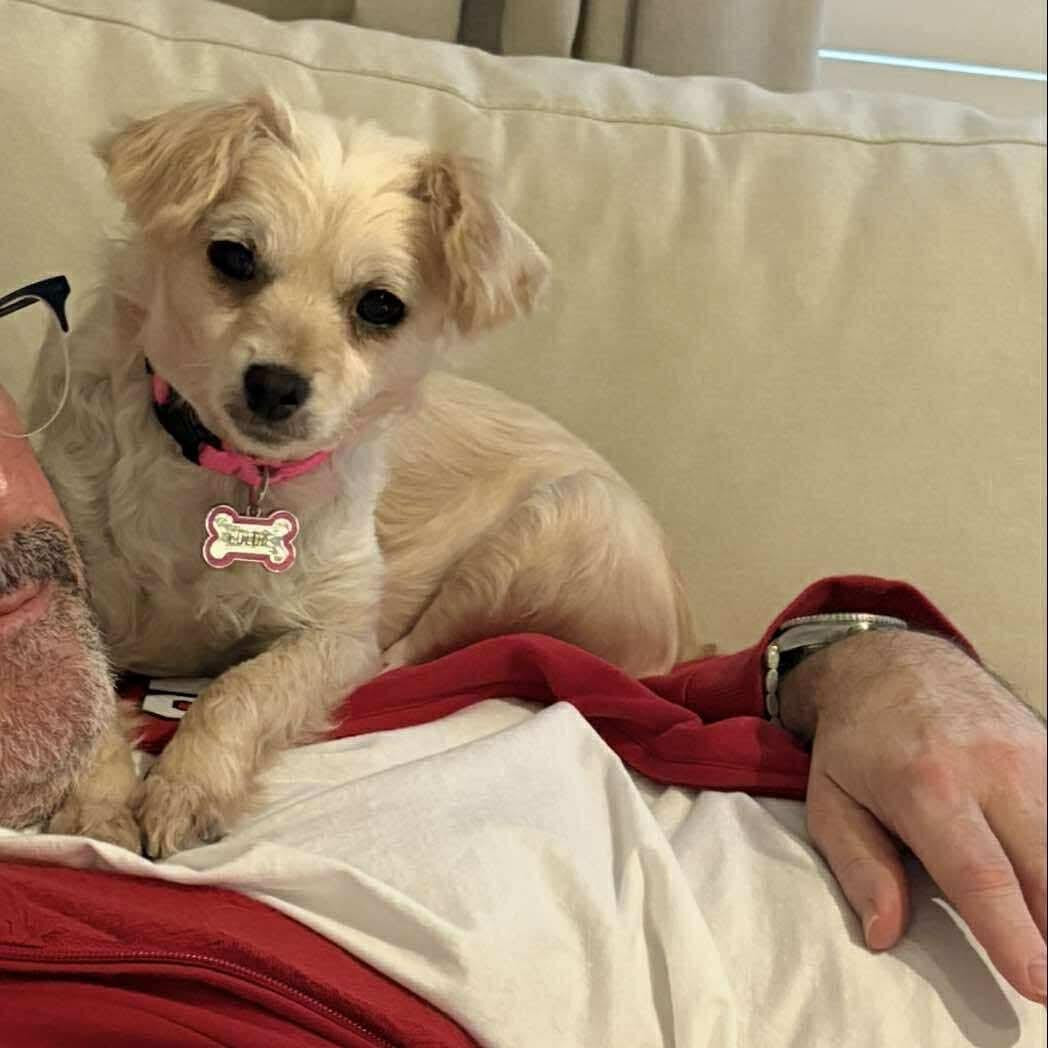 Enlarge GOLDIE, a Adoptable mixed breed in Richmond Hill , ON image 4/6