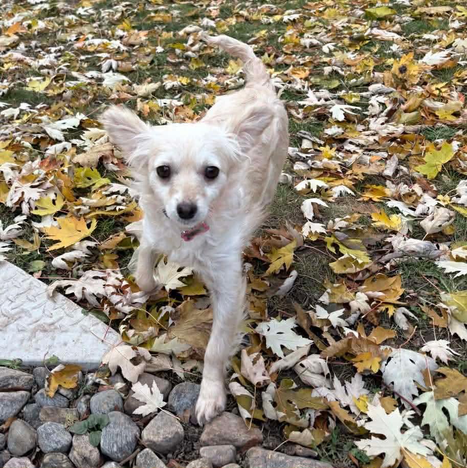 Enlarge GOLDIE, a Adoptable mixed breed in Richmond Hill , ON image 5/6