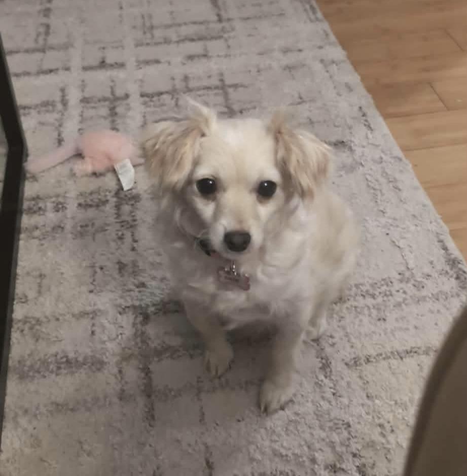 Enlarge GOLDIE, an adoptable mixed breed in Richmond Hill , ON image 5/5