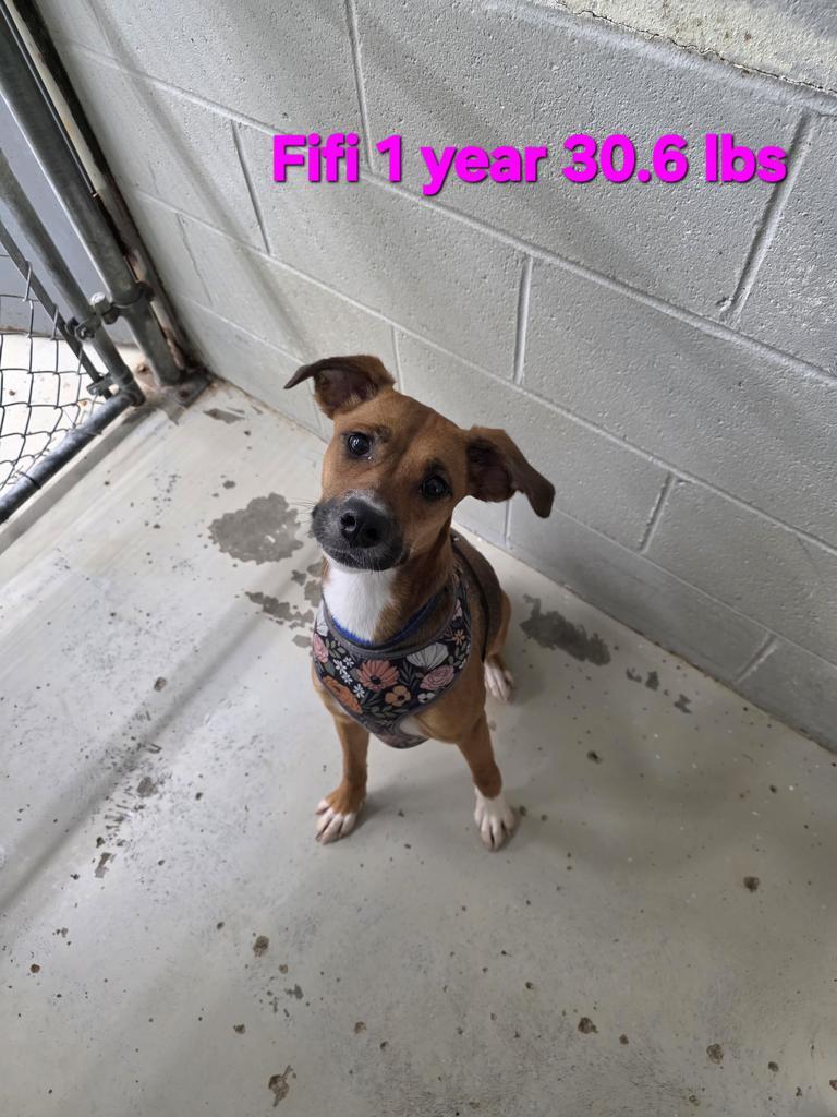 Fi Fi, Adoptable, Young Female Boxer & Australian Cattle Dog / Blue Heeler.