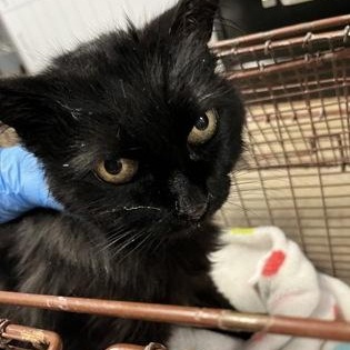 Gam Gam, adopted, Senior Female Domestic Short Hair.
