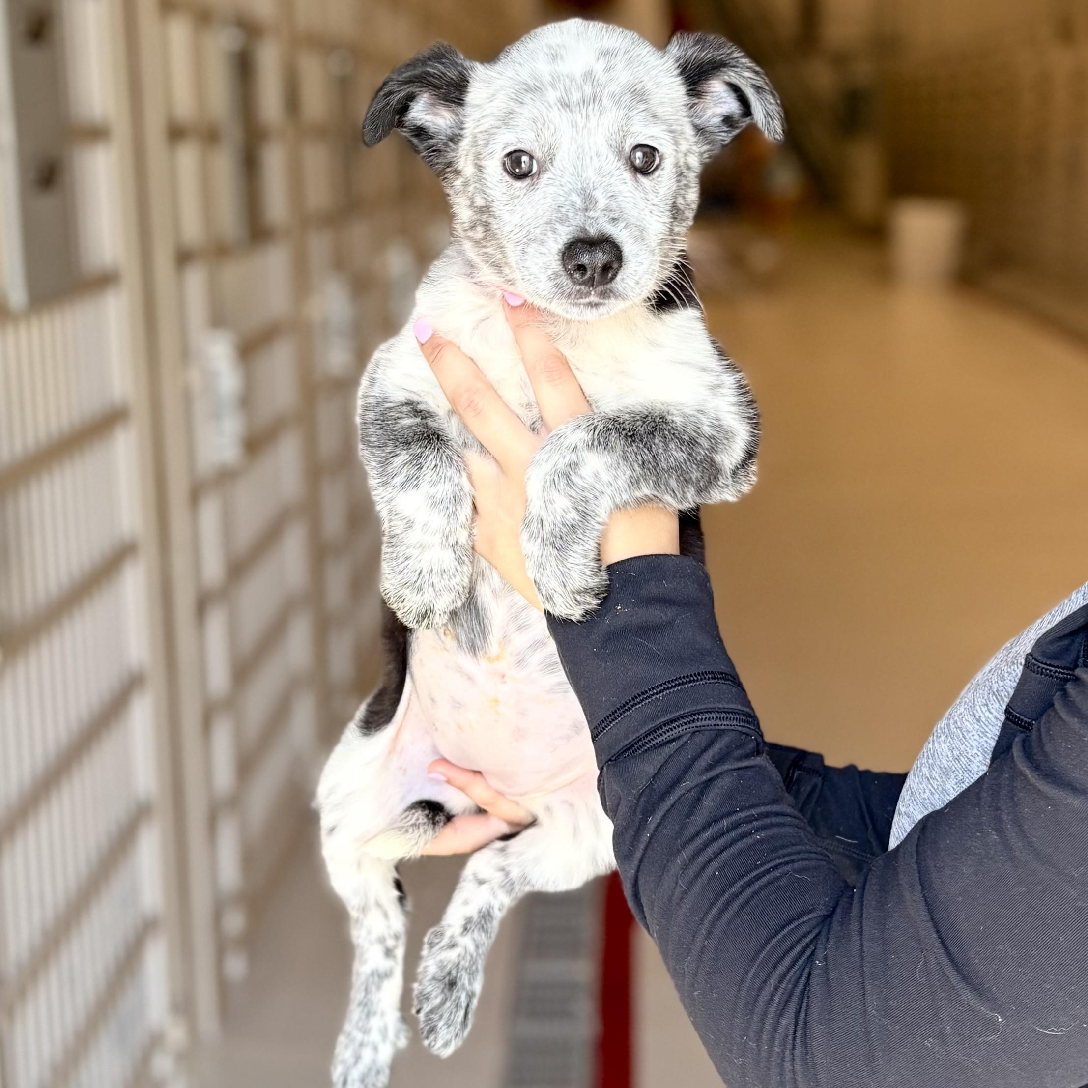 Enlarge Alexis, a Adopted Australian Cattle Dog / Blue Heeler in Chicago, IL image 1/1