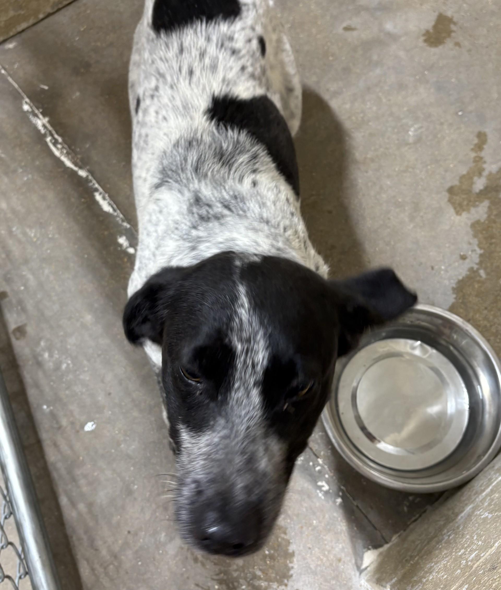Enlarge dora, an adopted Australian Cattle Dog / Blue Heeler in Paris , TN image 1/1