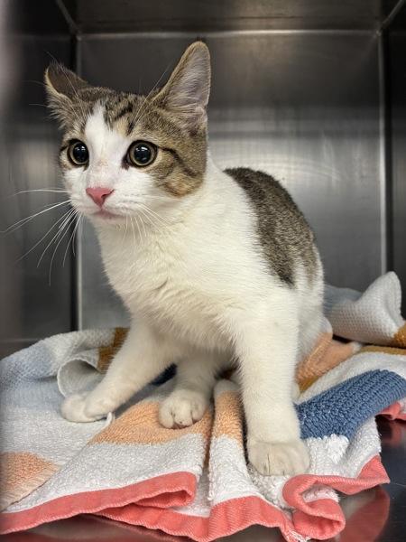Enlarge Ellie, a Adoptable mixed breed in Richmond, VA image 1/1
