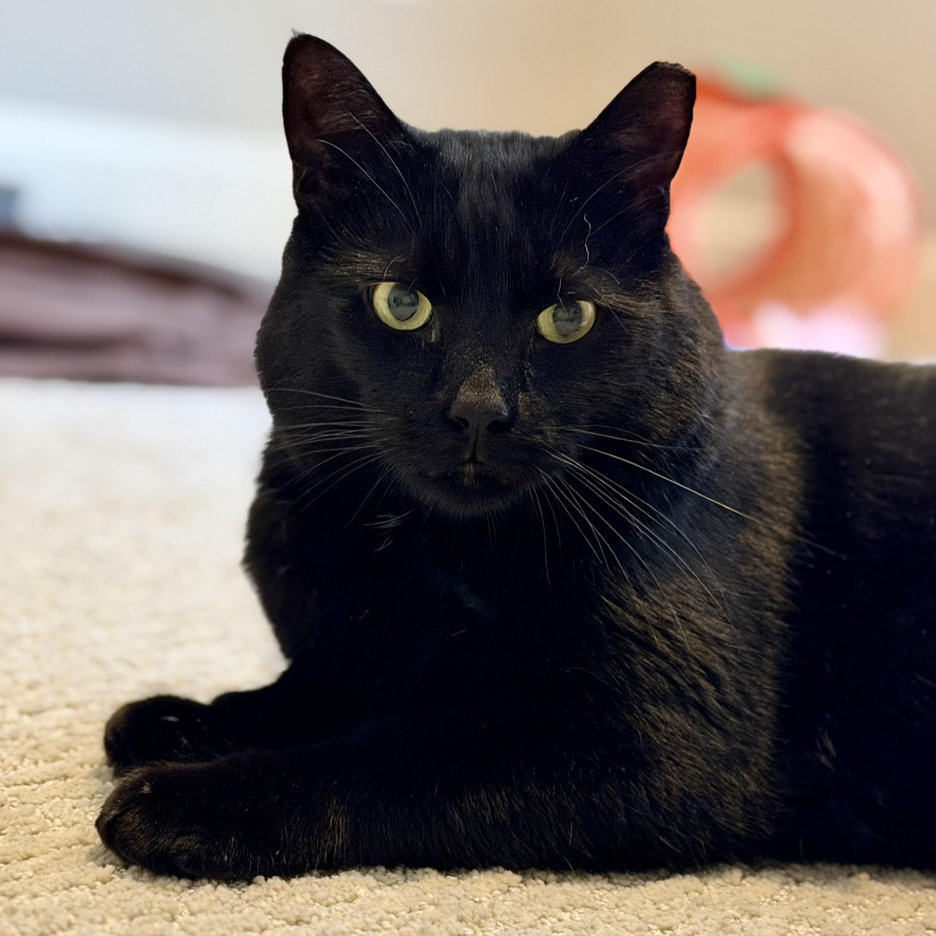 Binx, a ADOPTABLE Domestic Short Hair in Sewell, NJ image 4/6