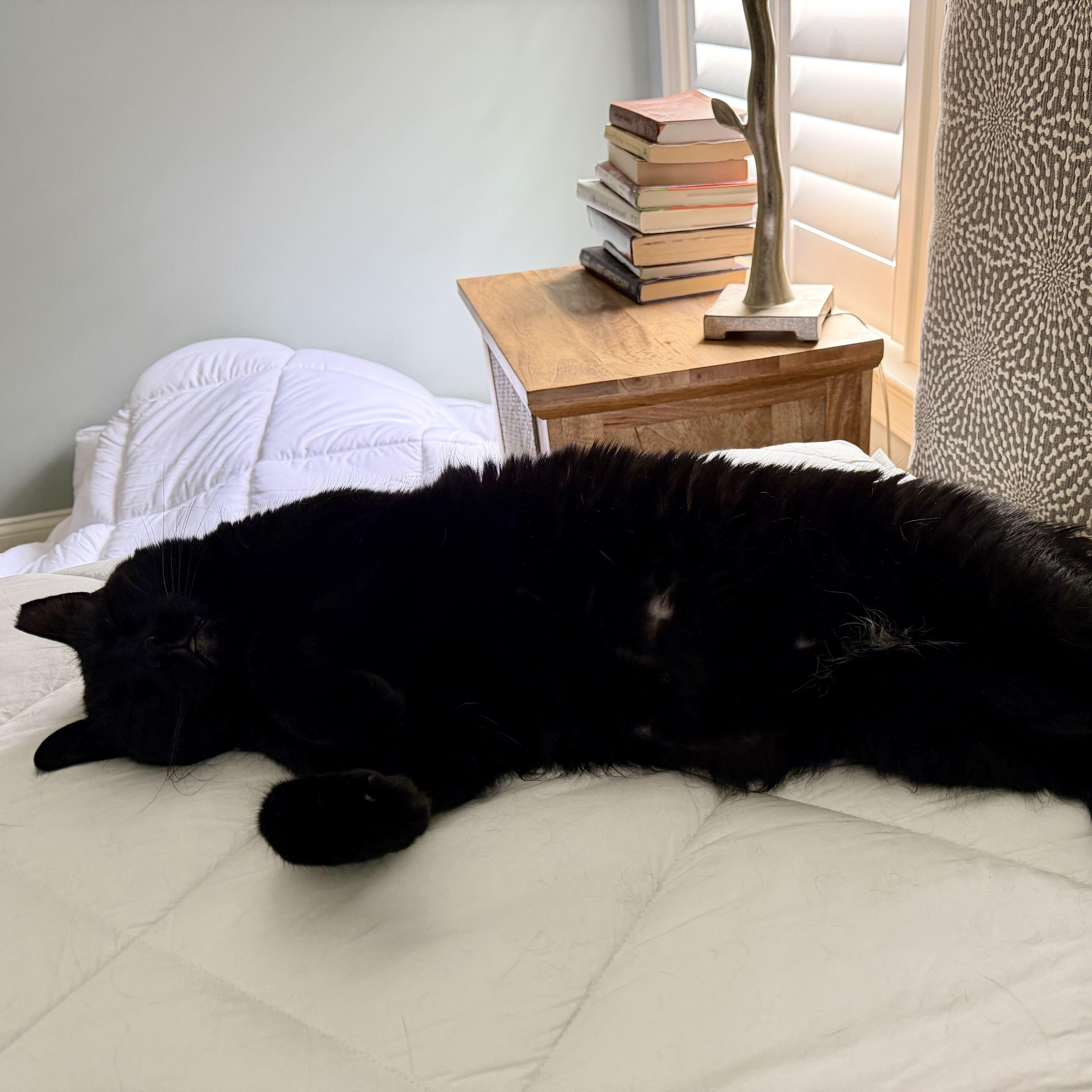 Binx, a ADOPTABLE Domestic Short Hair in Sewell, NJ image 6/6