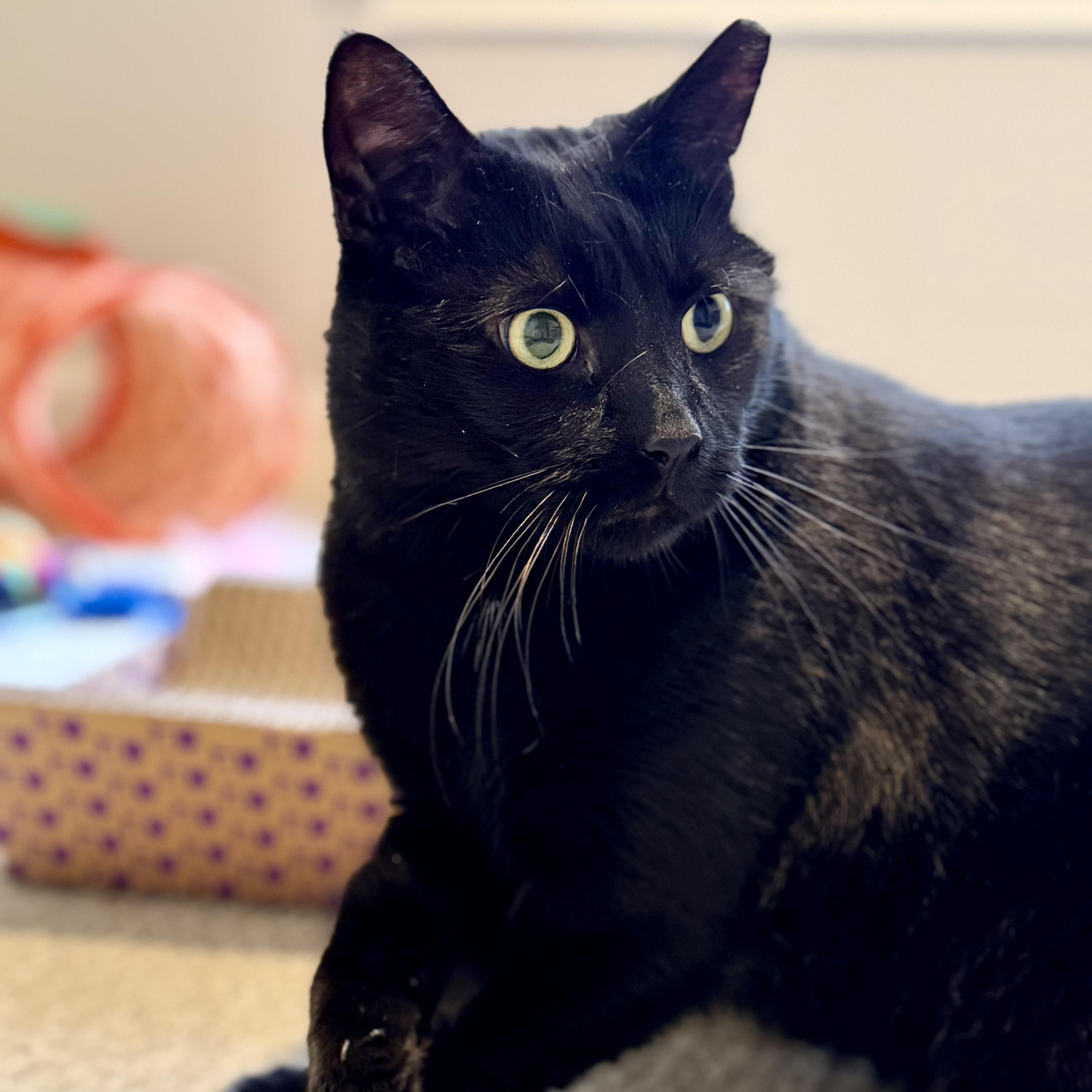 Binx, a ADOPTABLE Domestic Short Hair in Sewell, NJ image 1/6