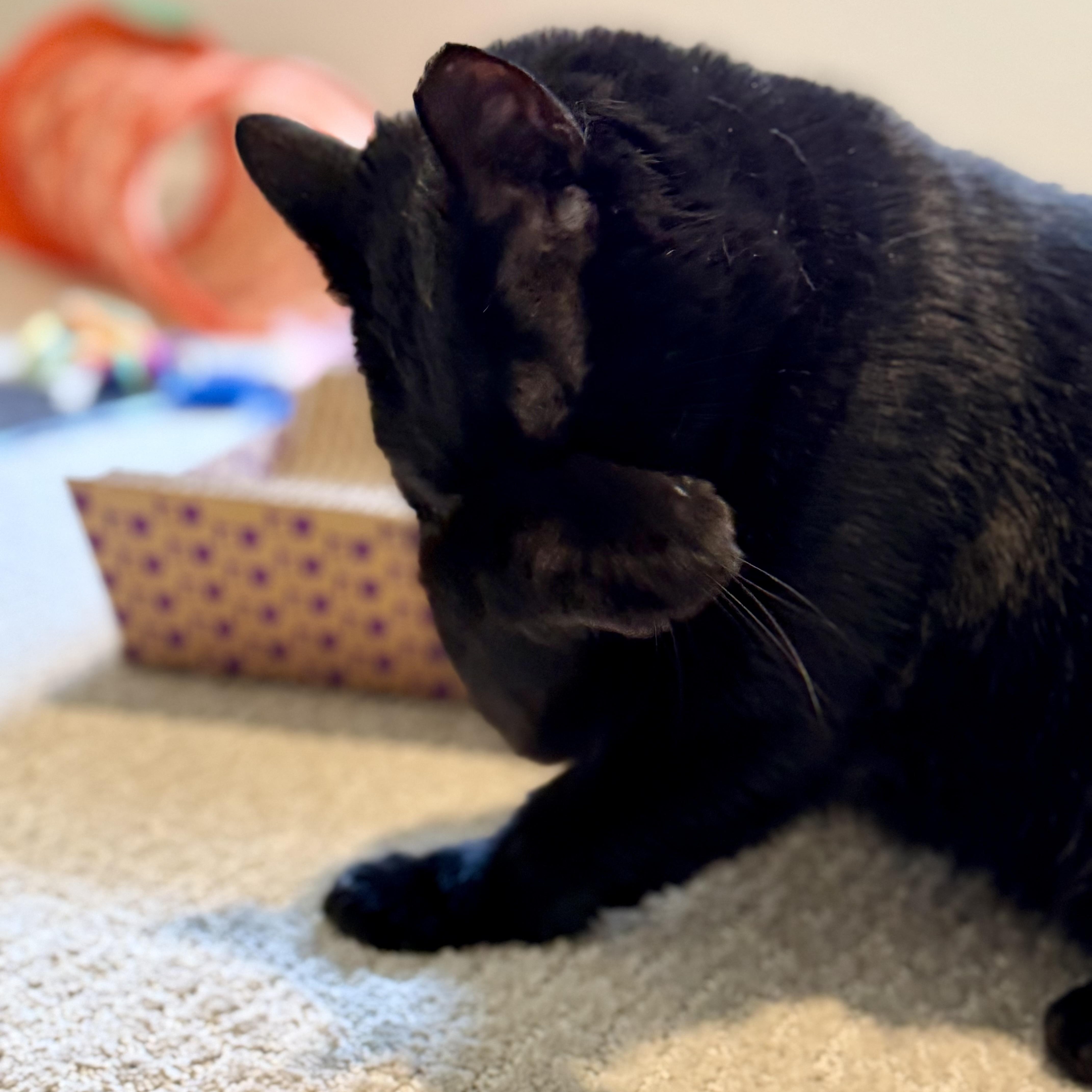 Binx, a ADOPTABLE Domestic Short Hair in Sewell, NJ image 3/6