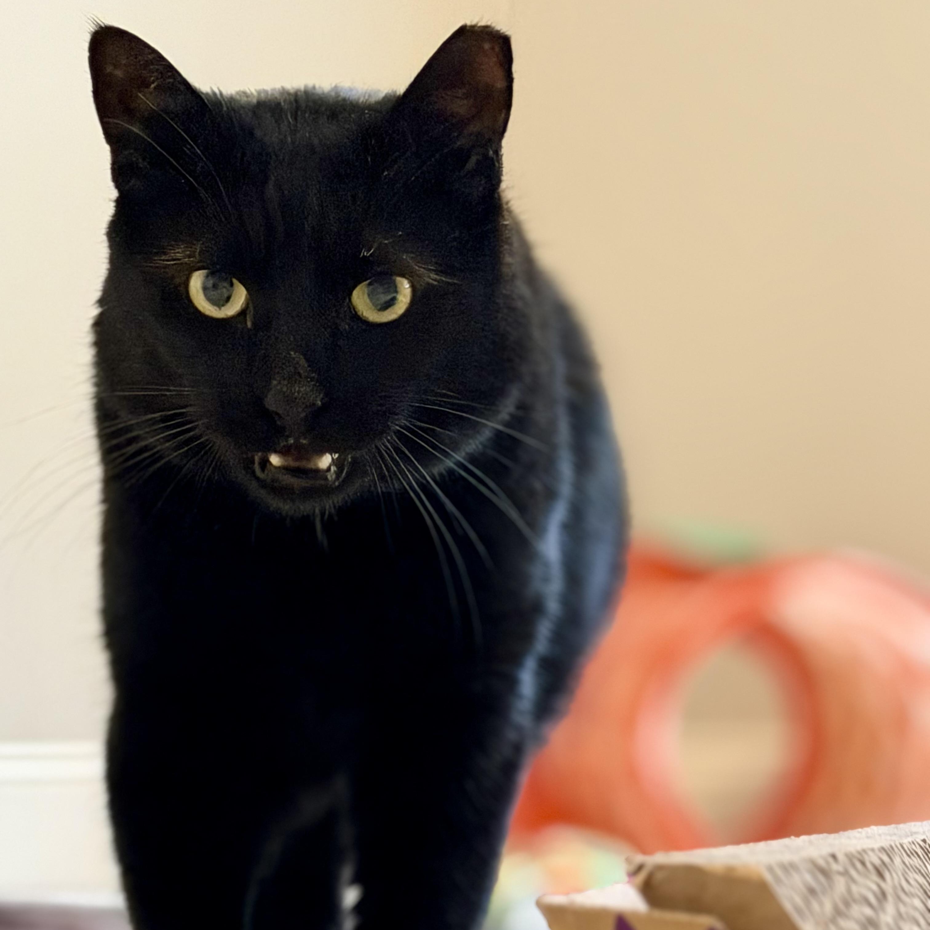 Binx, a ADOPTABLE Domestic Short Hair in Sewell, NJ image 5/6