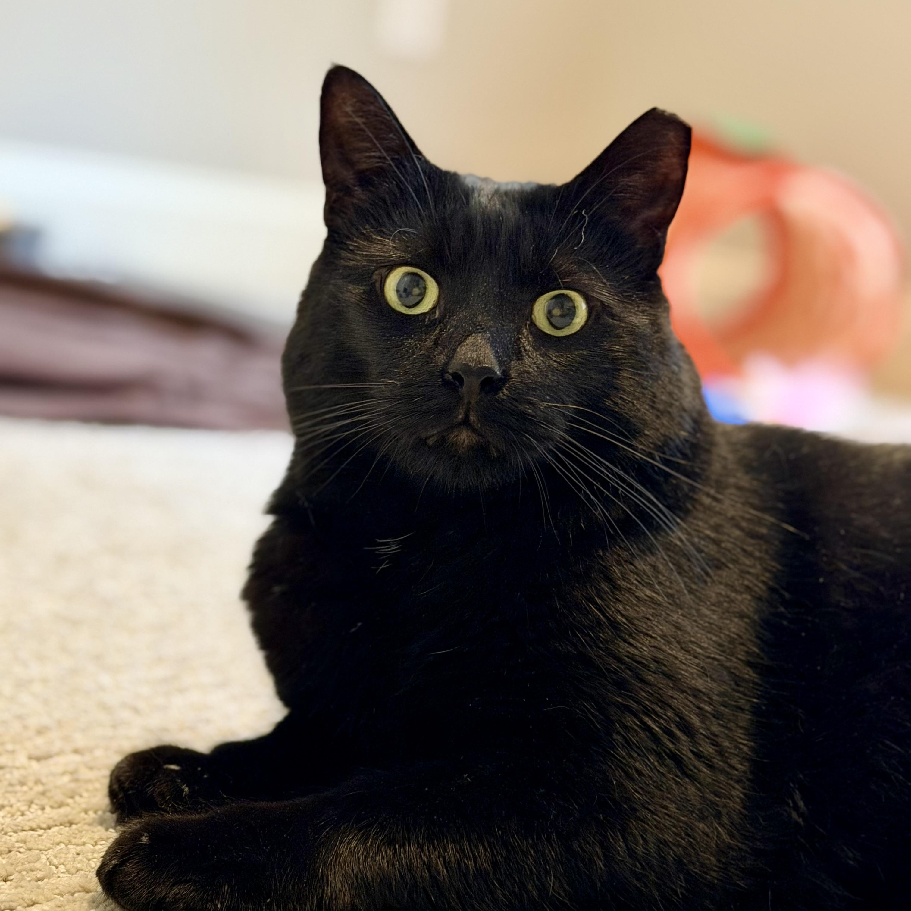 Binx, a ADOPTABLE Domestic Short Hair in Sewell, NJ image 2/6