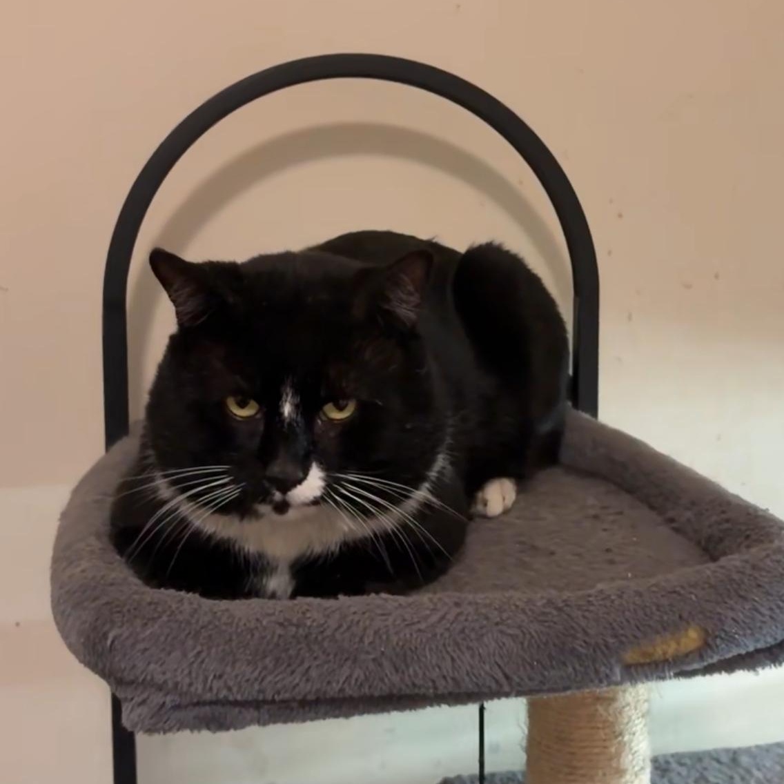 Enlarge Smashburger, a ADOPTABLE Domestic Short Hair in Brooklyn, NY image 6/6