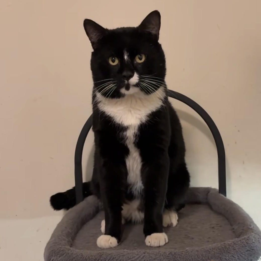 Enlarge Smashburger, a ADOPTABLE Domestic Short Hair in Brooklyn, NY image 4/6