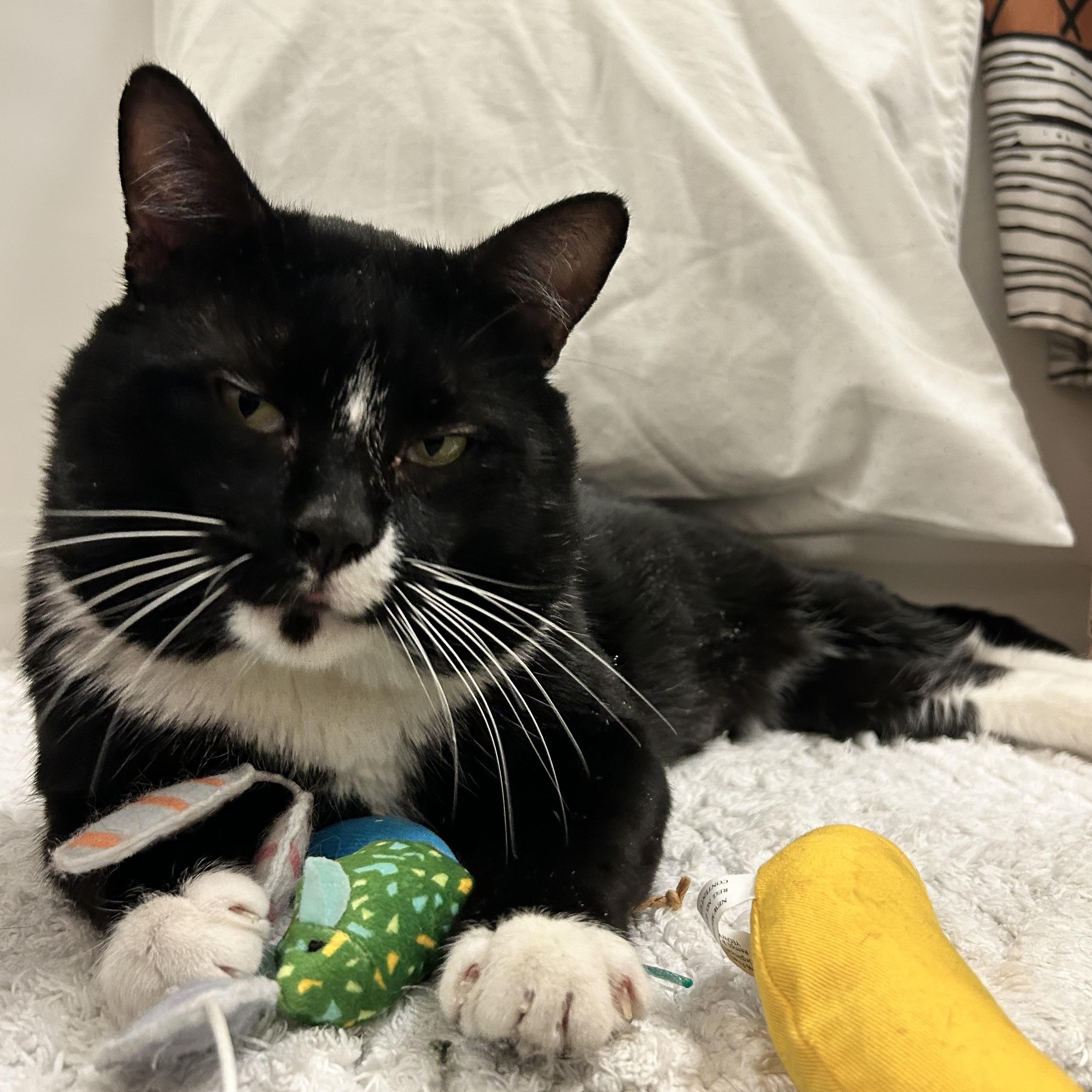 Enlarge Smashburger, a ADOPTABLE Domestic Short Hair in Brooklyn, NY image 1/6