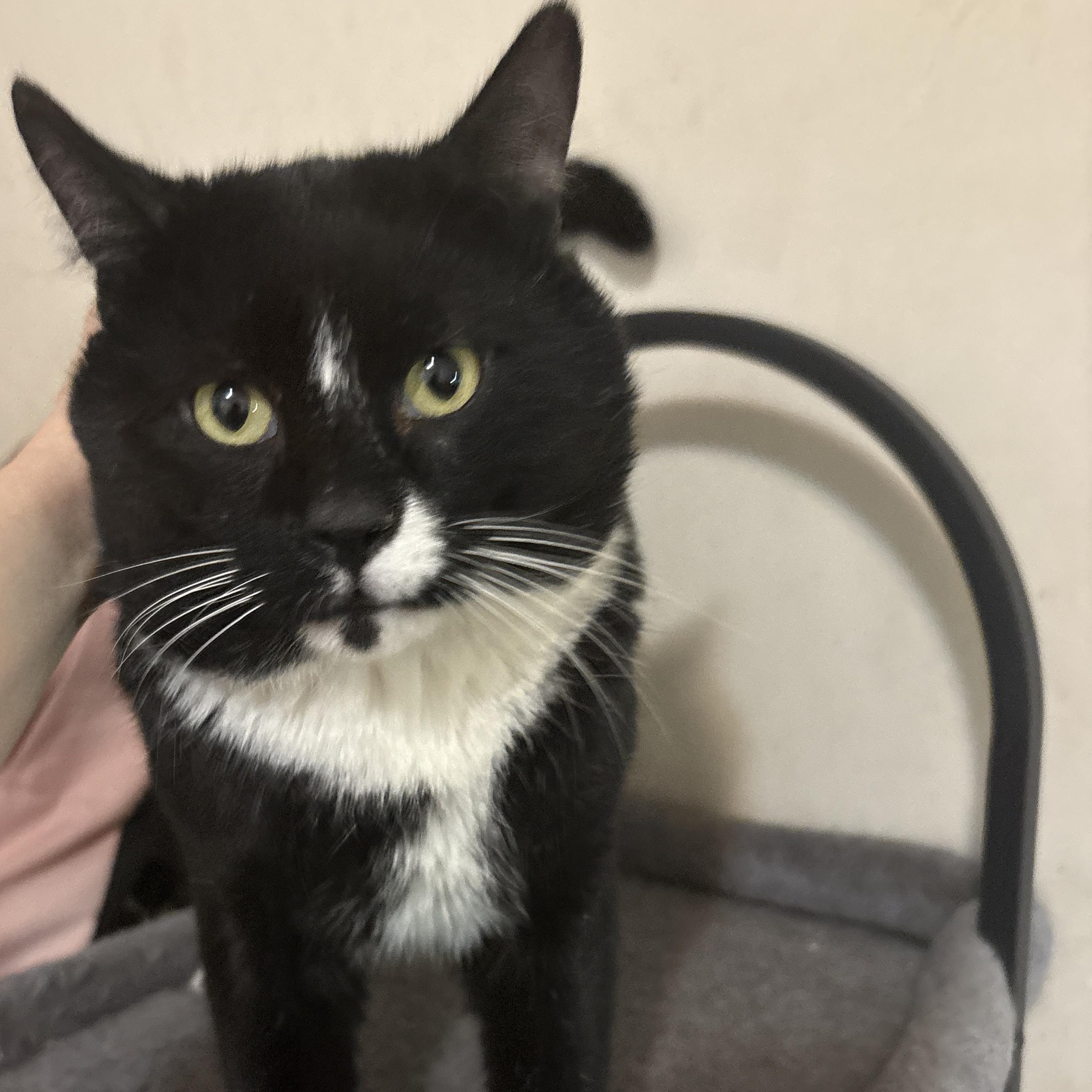 Enlarge Smashburger, a ADOPTABLE Domestic Short Hair in Brooklyn, NY image 1/1