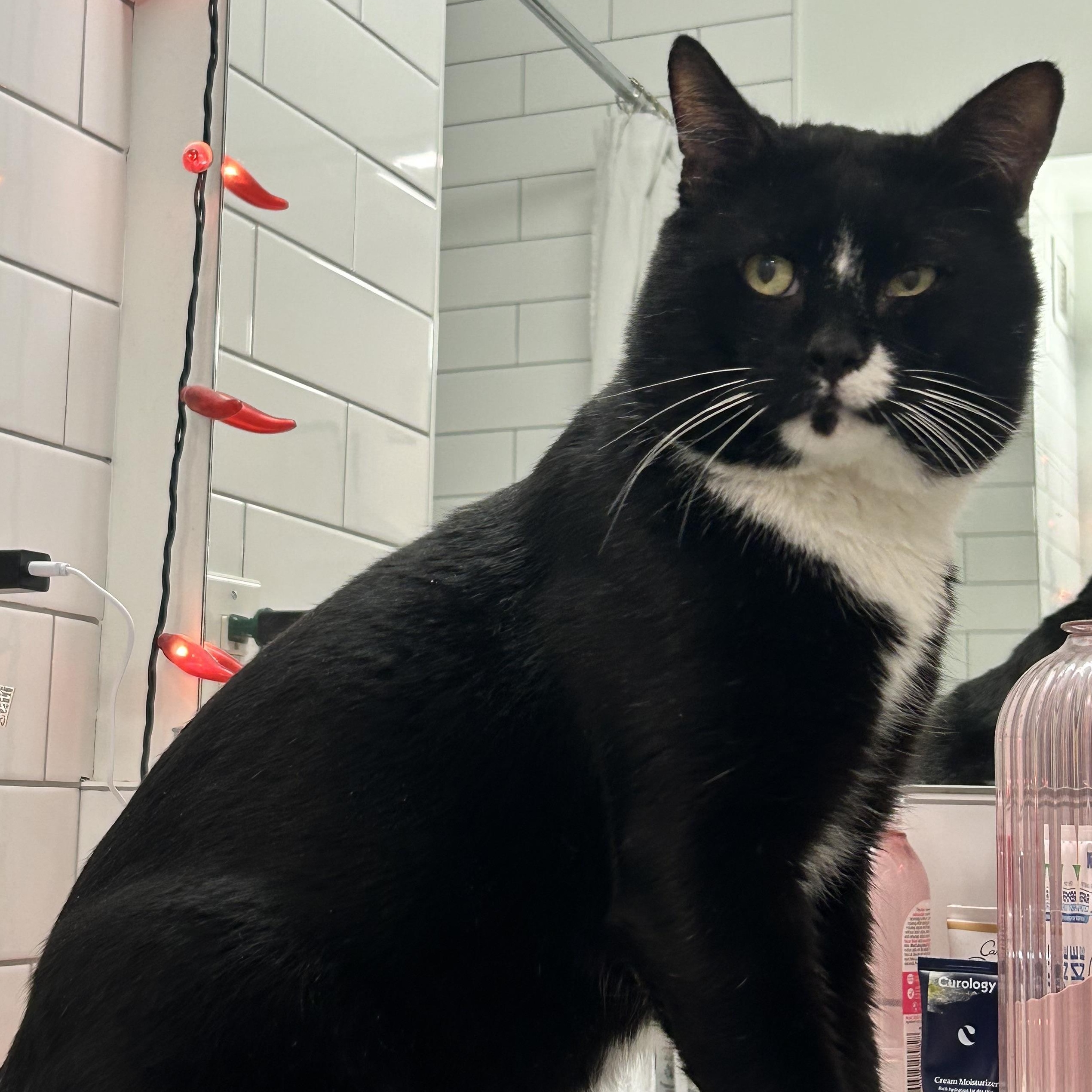 Enlarge Smashburger, a ADOPTABLE Domestic Short Hair in Brooklyn, NY image 2/6