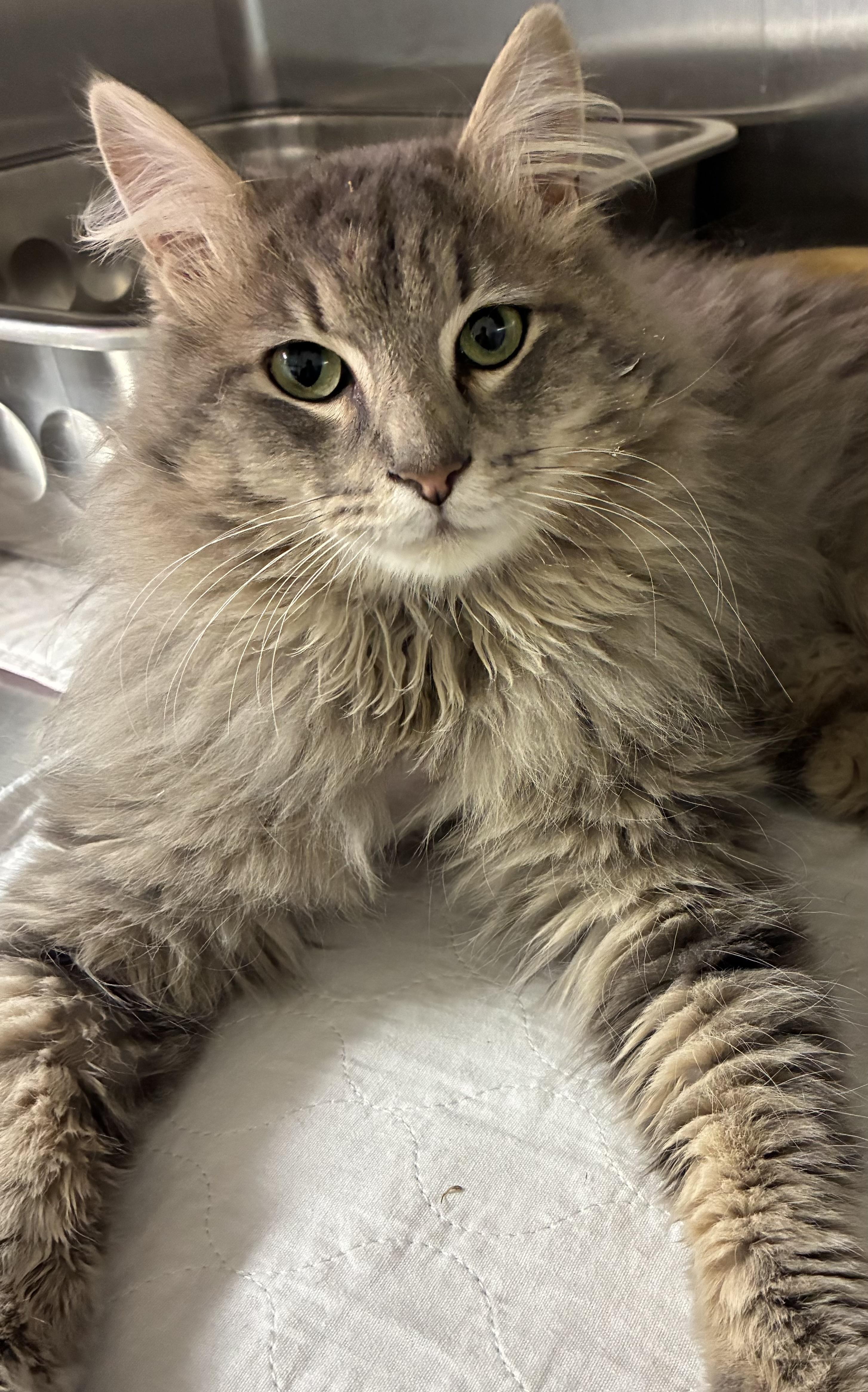 Enlarge Crispin, an adopted mixed breed in Carsonville, MI image 4/6