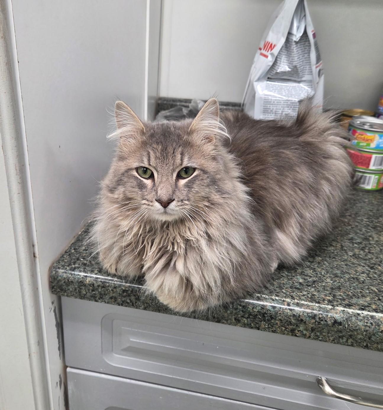 Enlarge Crispin, an adopted mixed breed in Carsonville, MI image 5/6