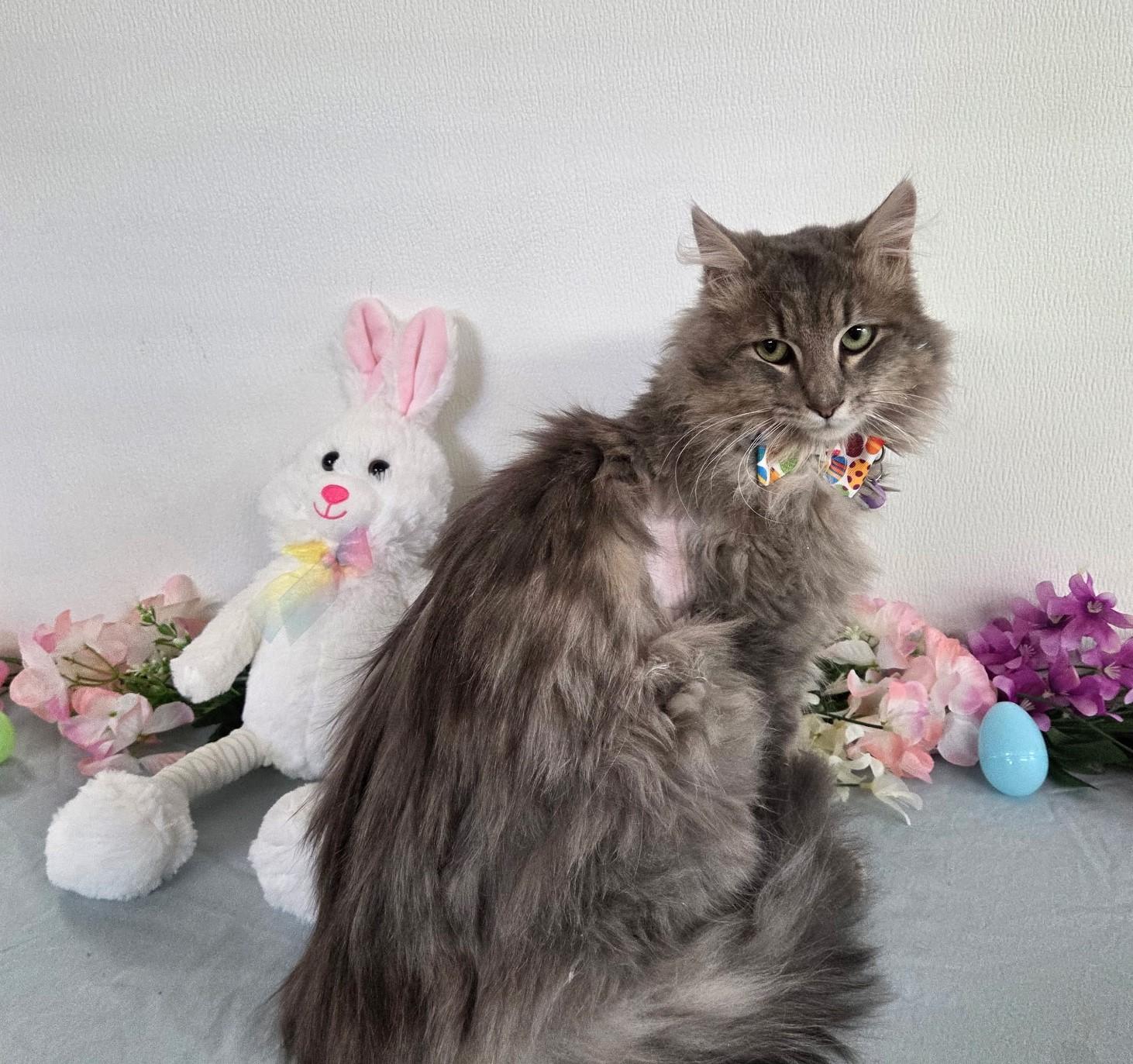 Crispin, ADOPTABLE, Adult Male Domestic Long Hair.