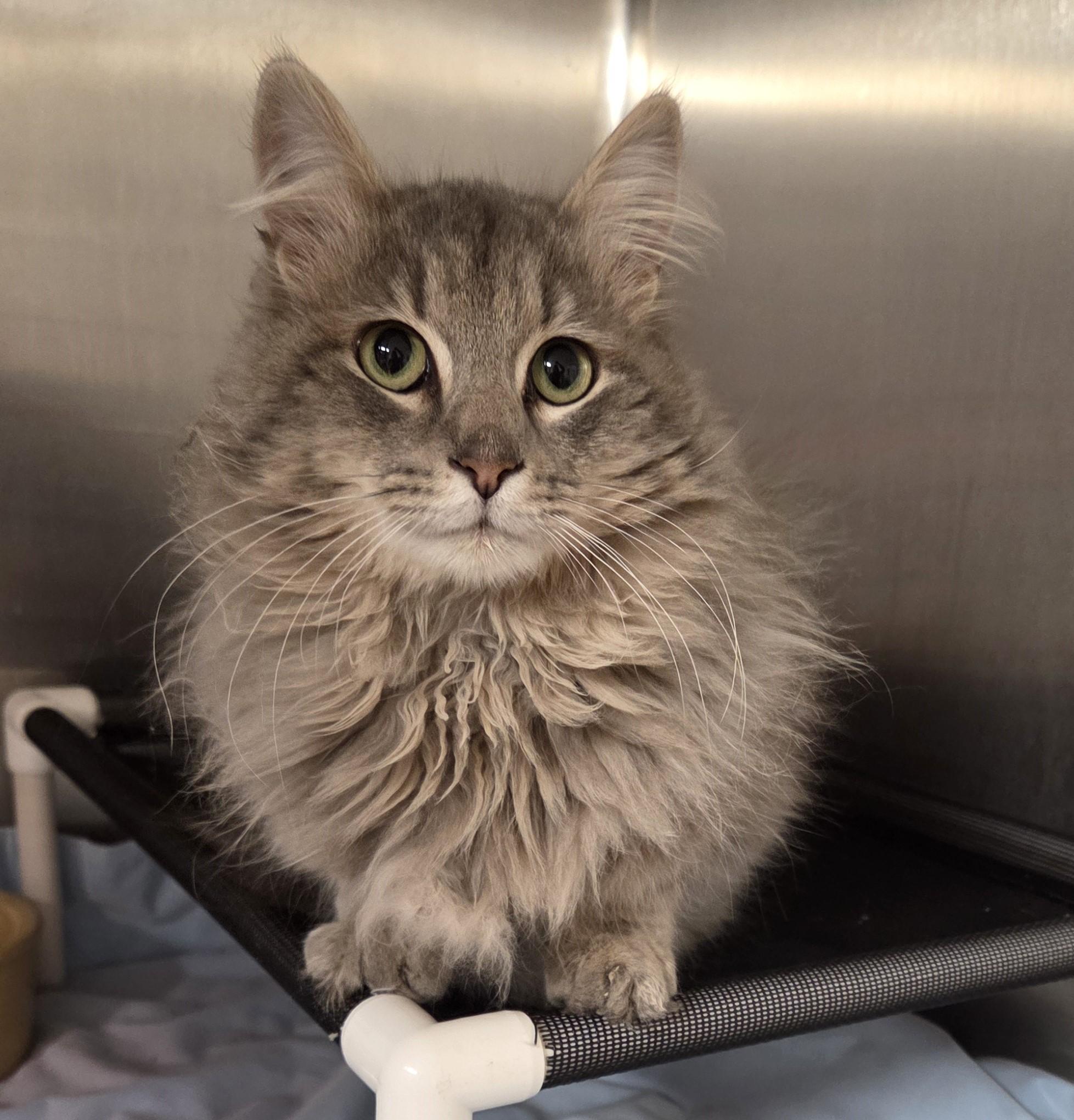 Enlarge Crispin, a ADOPTABLE mixed breed in Carsonville, MI image 2/2