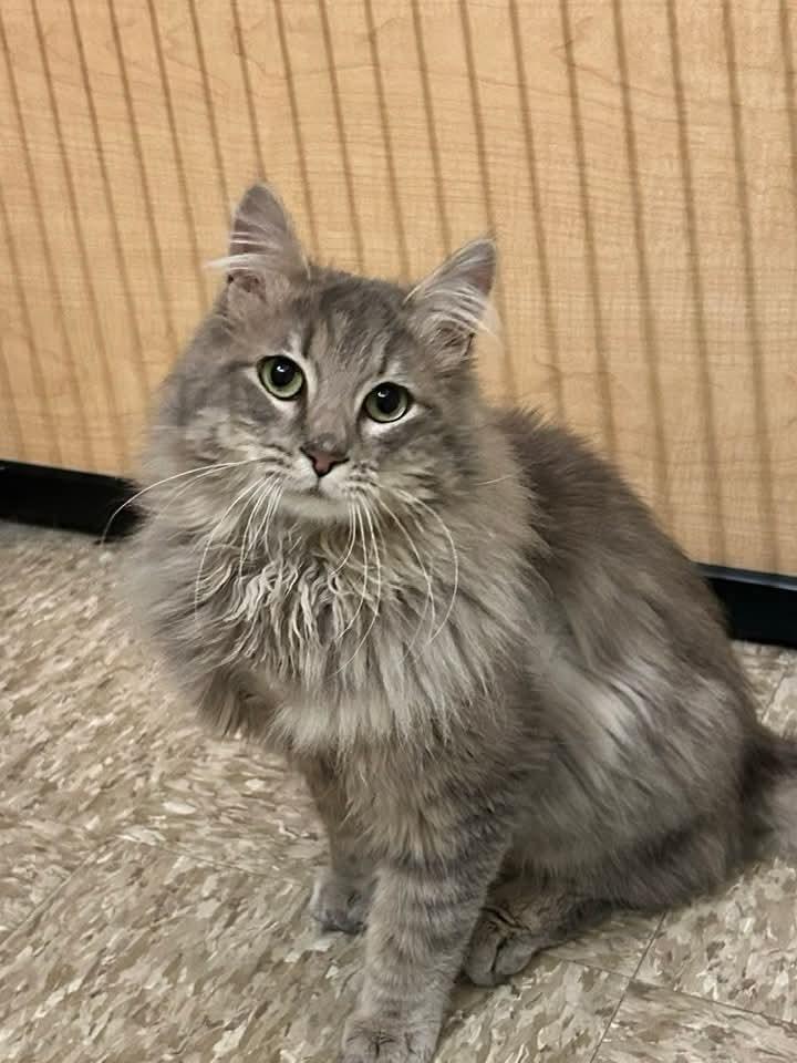 Enlarge Crispin, an adopted mixed breed in Carsonville, MI image 1/6