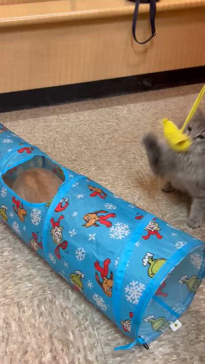 Enlarge Crispin, an adopted mixed breed in Carsonville, MI video 6/6