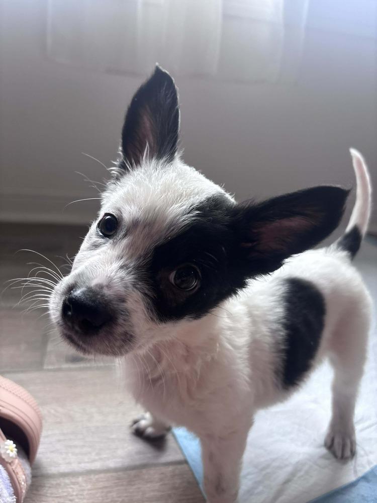 Enlarge Streudel, an adopted mixed breed in Commerce City, CO image 1/3