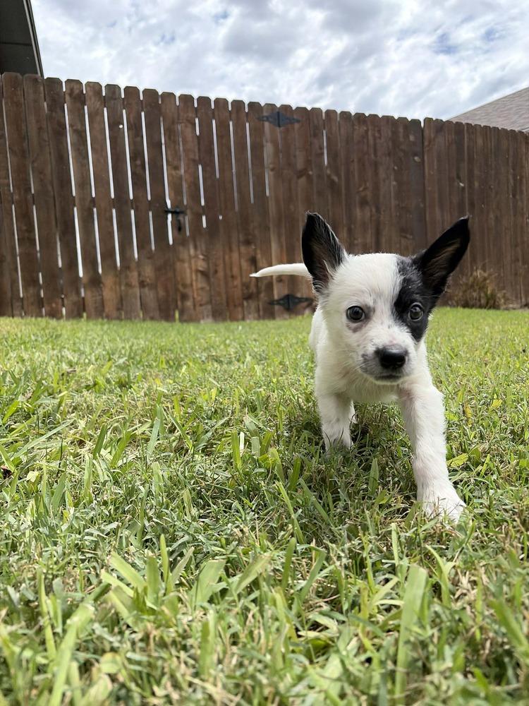 Enlarge Streudel, an adopted mixed breed in Commerce City, CO image 3/3