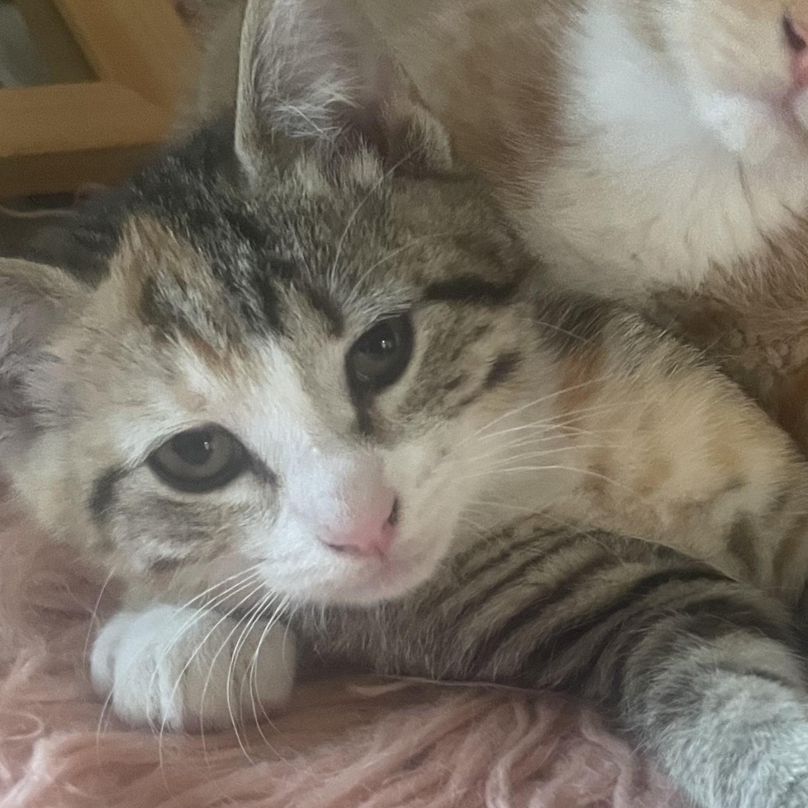 Violet, Adoptable, Kitten Female Domestic Short Hair.
