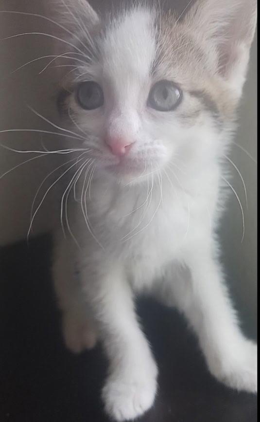 Edith, an adoptable Domestic Short Hair in Pasco, WA, 99301 | Photo Image 2