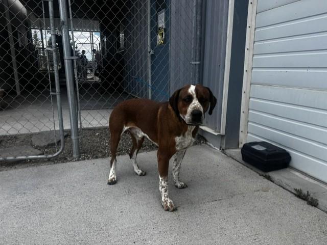 Enlarge Rip - 61094698, a ADOPTABLE Pit Bull Terrier in Elko, NV image 1/1