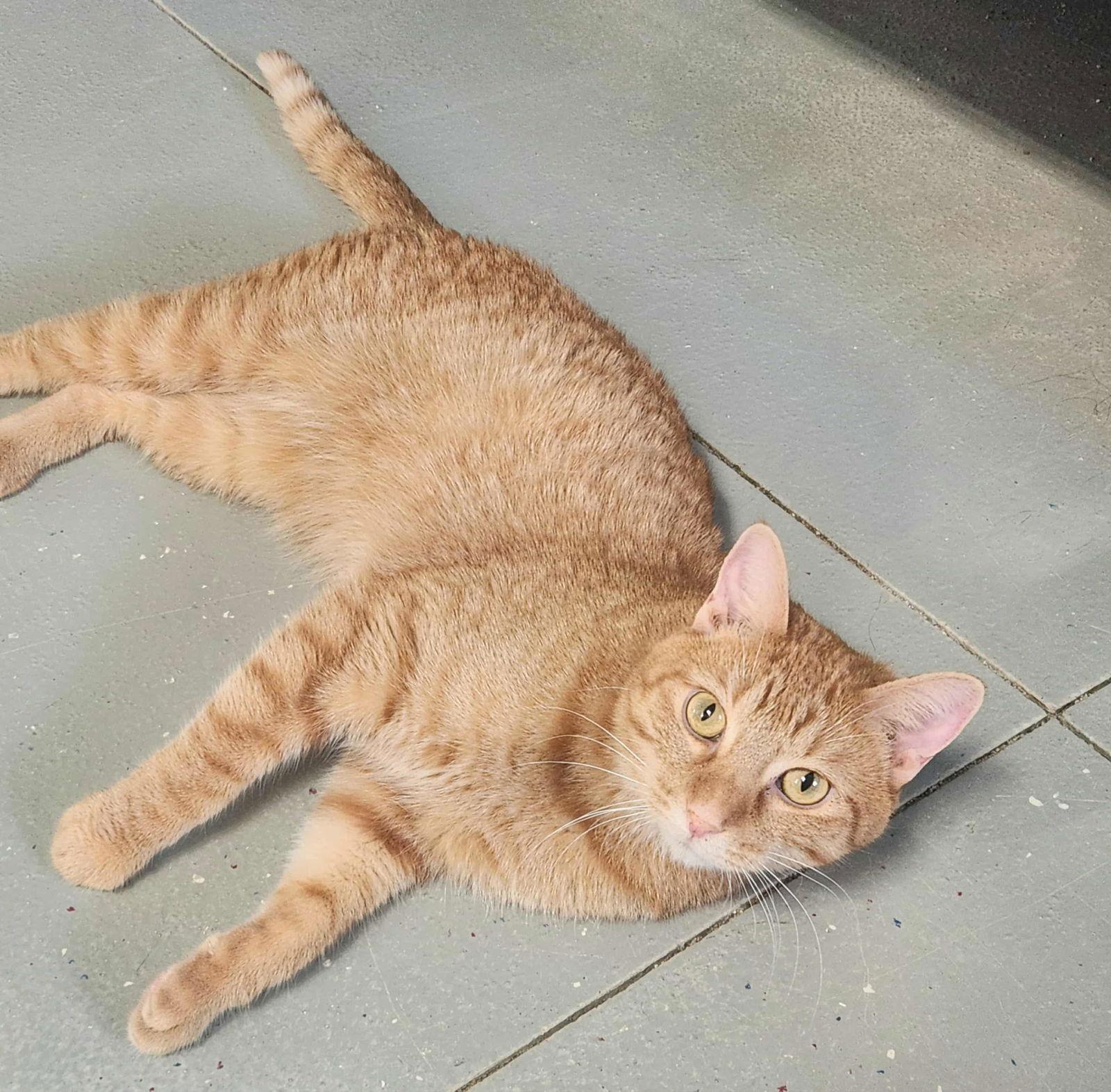 Pirate, a Adoptable Domestic Short Hair in Detroit Lakes, MN image 1/3