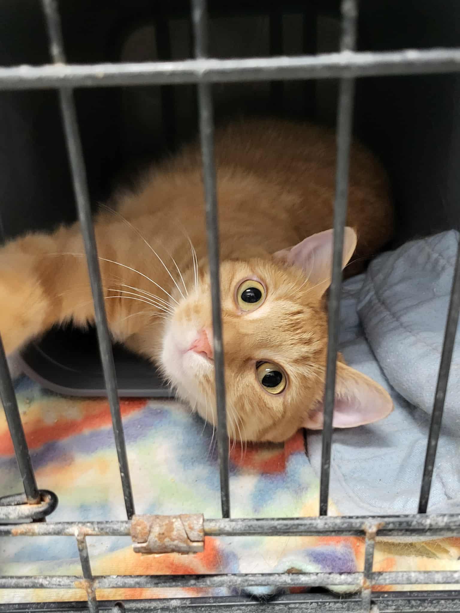 Pirate, a Adoptable Domestic Short Hair in Detroit Lakes, MN image 2/3