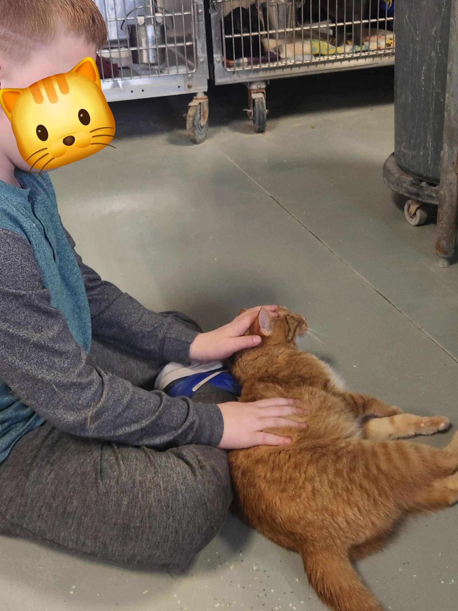 Pirate, a Adoptable Domestic Short Hair in Detroit Lakes, MN image 3/3