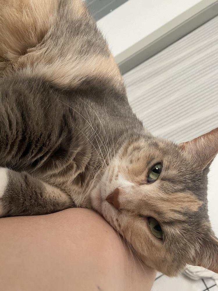 Lyla, Adoptable, Adult Female Domestic Short Hair.