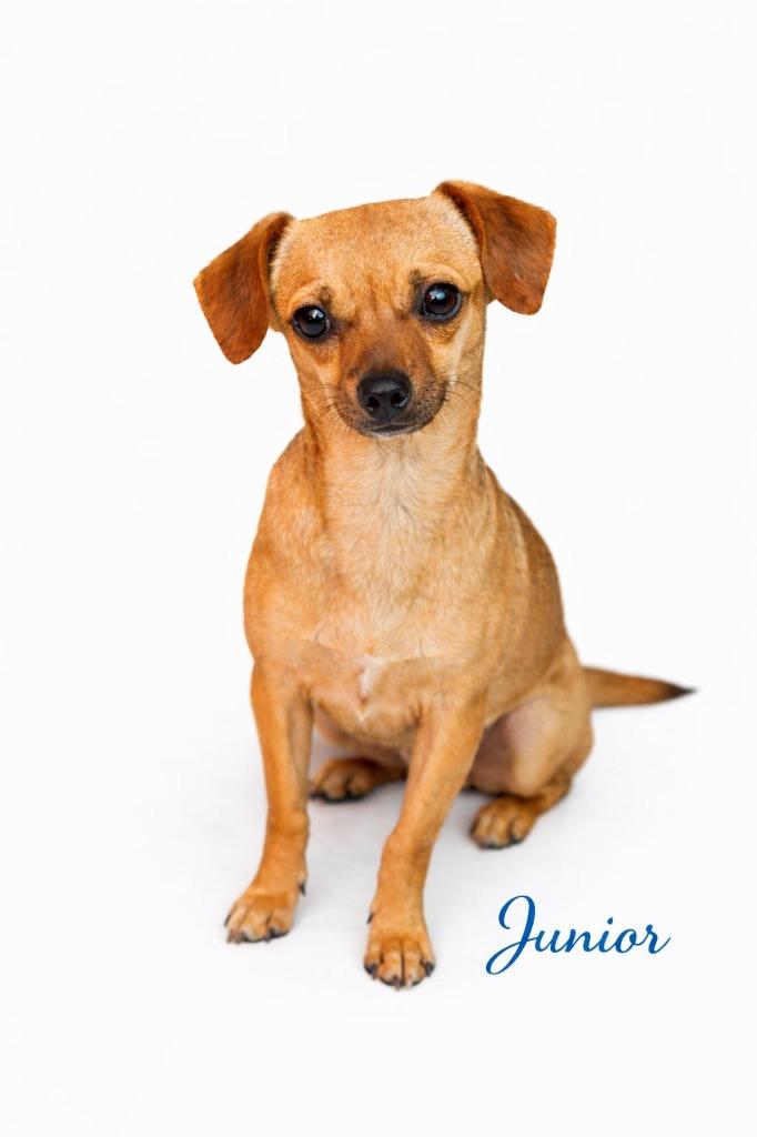 Junior, Adopted, Young Male Chihuahua & Dachshund.