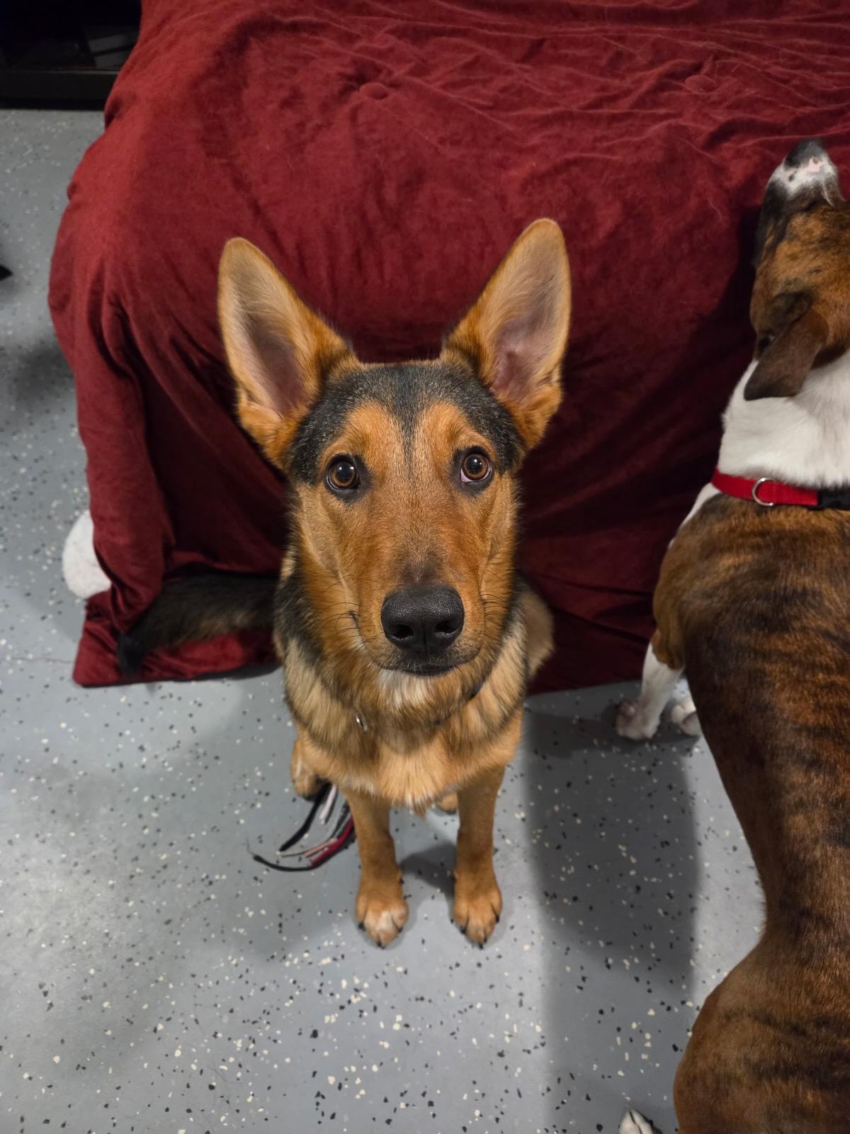 Kane, Adopted, Young Male German Shepherd Dog.