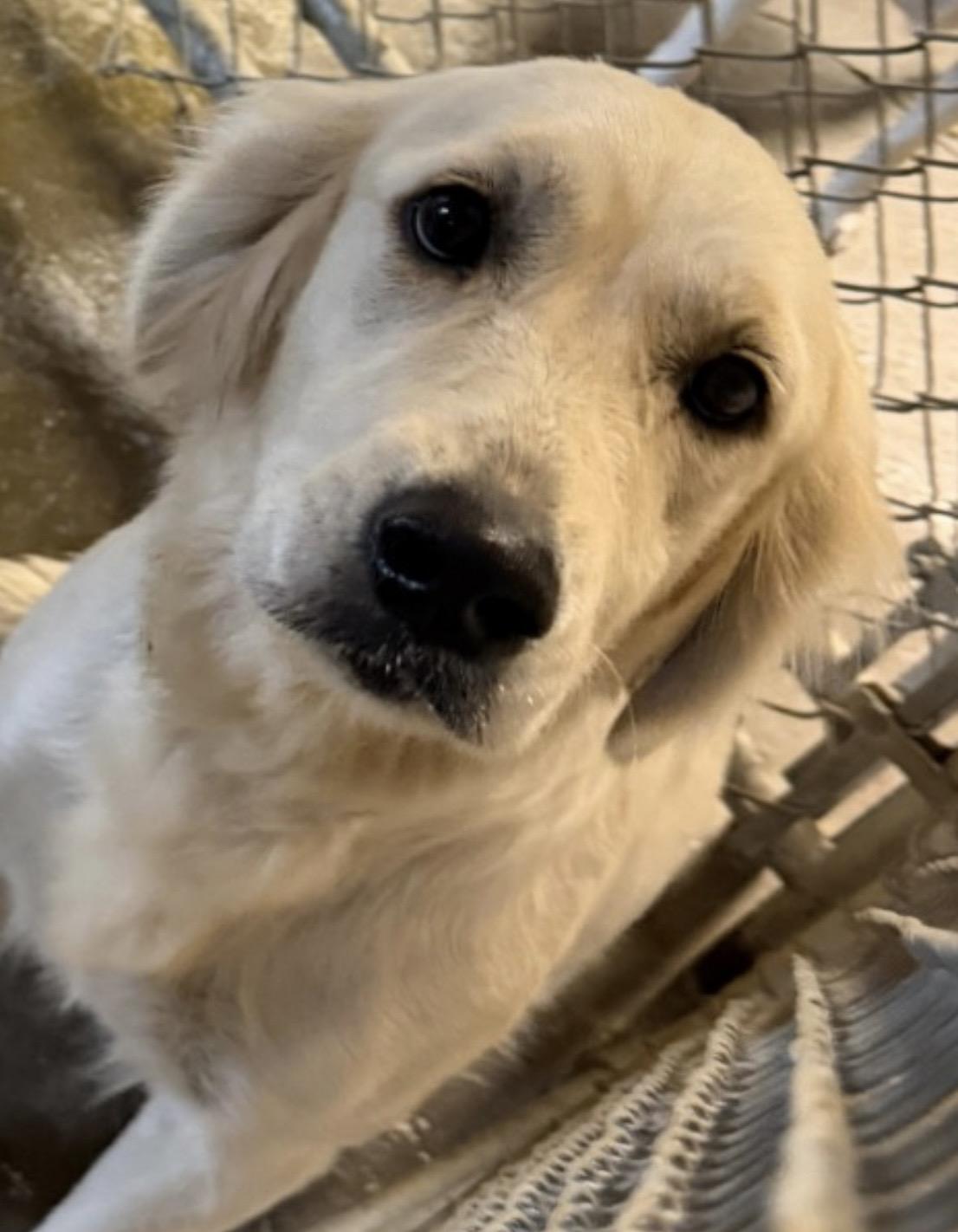 Enlarge Babee ADOPTED, an adopted Labrador Retriever in Canton, OH image 2/2